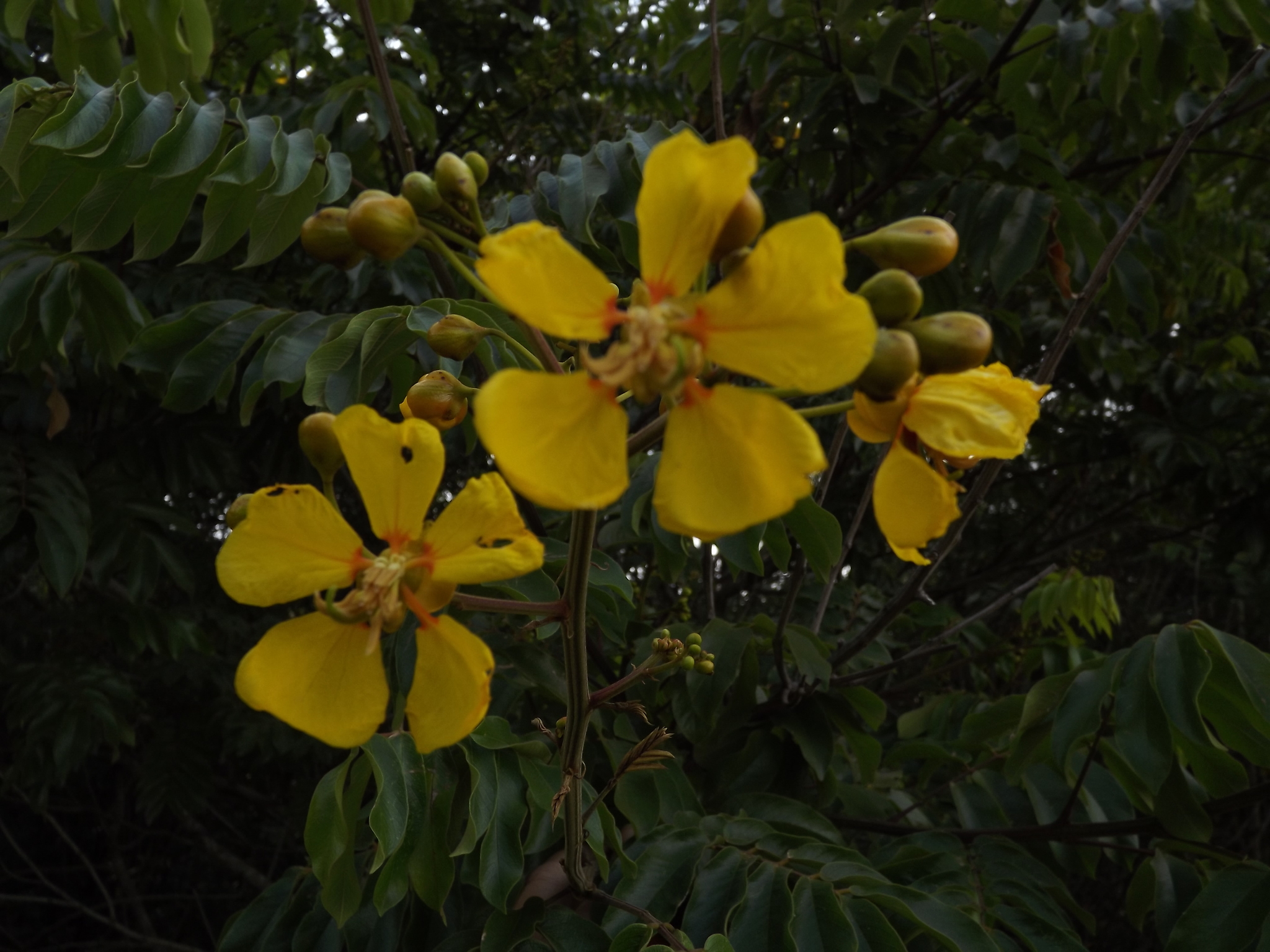Photo of Senna silvestris (12/12)