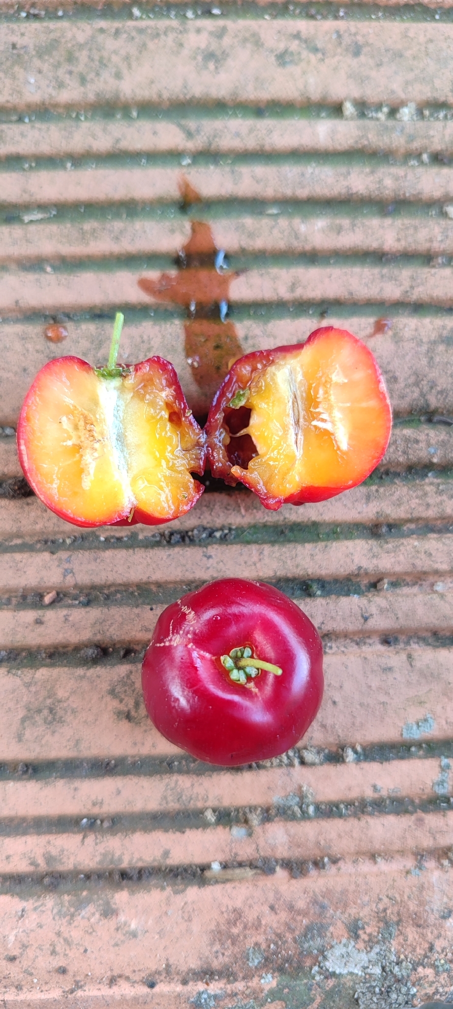 Photo of Acerola (1/9)