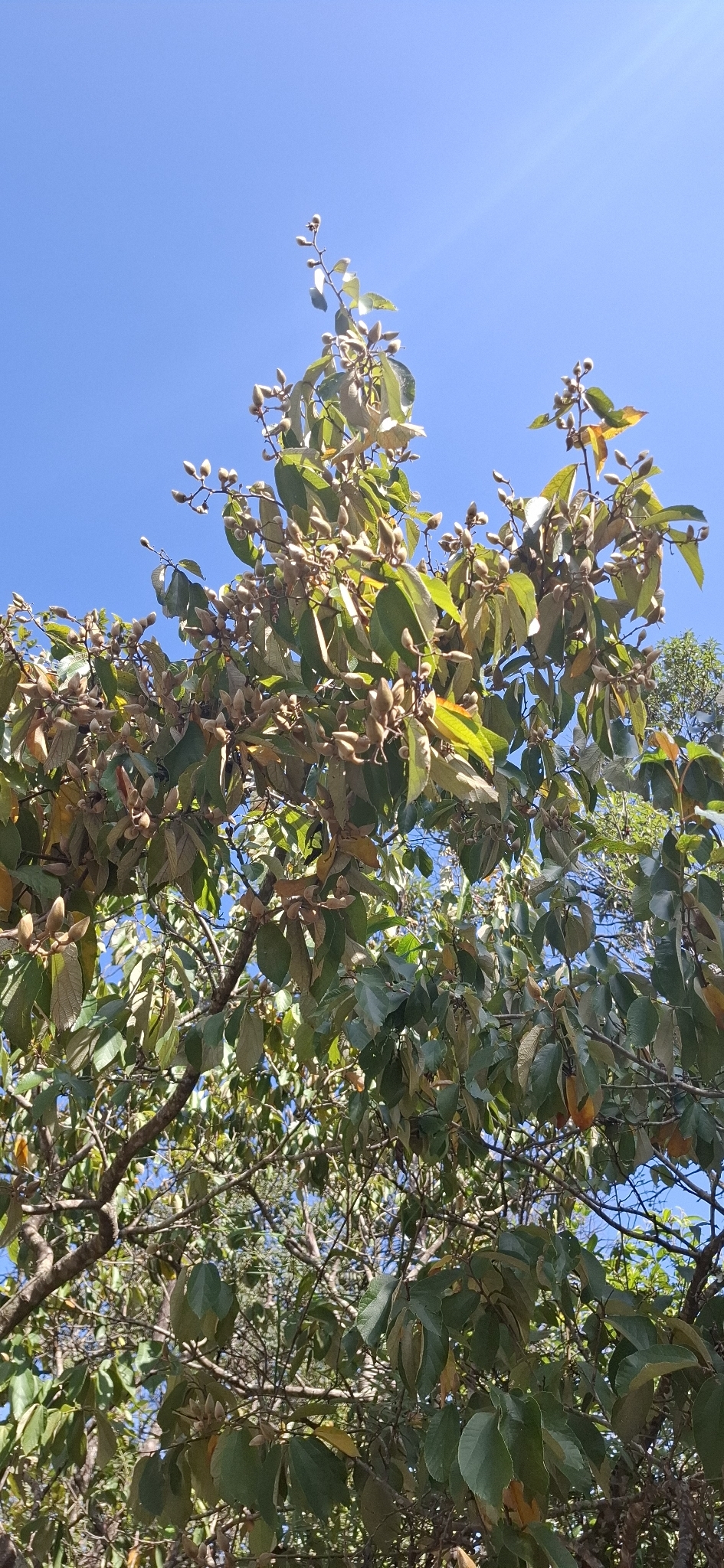 Photo of Luehea divaricata (5/12)