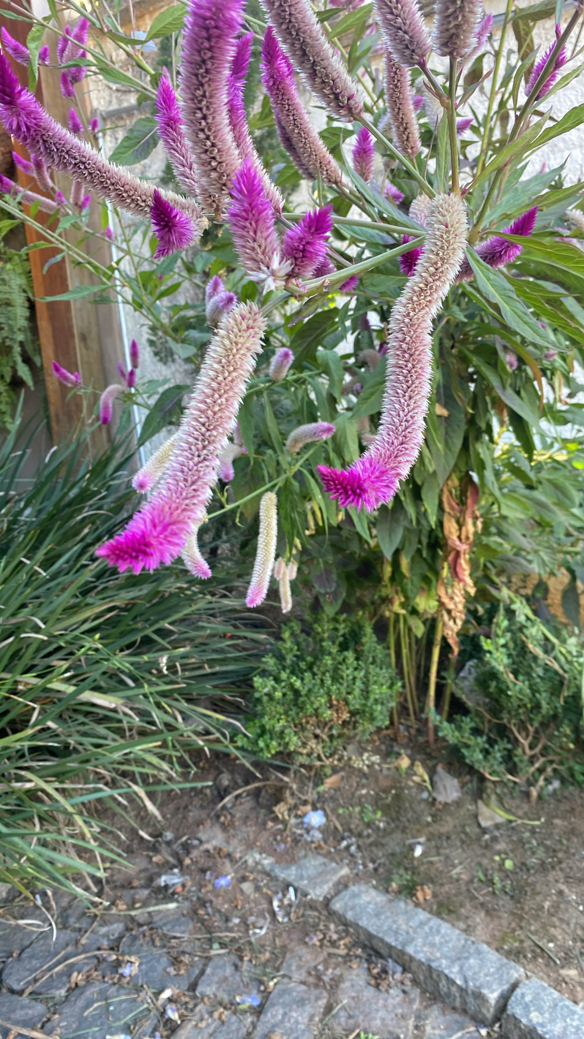 Photo of Flamingo Feather Flower (2/7)