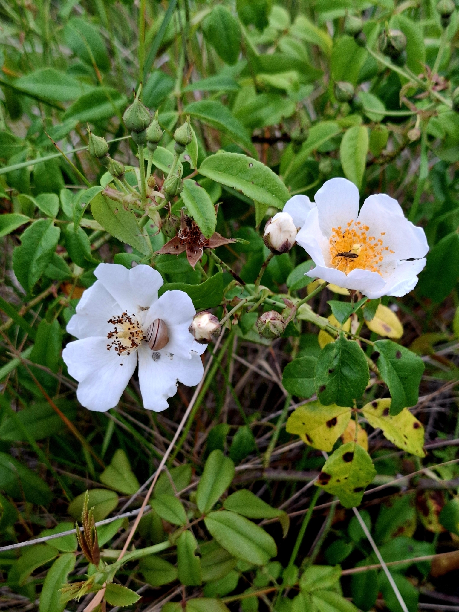 Photo of Dog-rose (2/12)