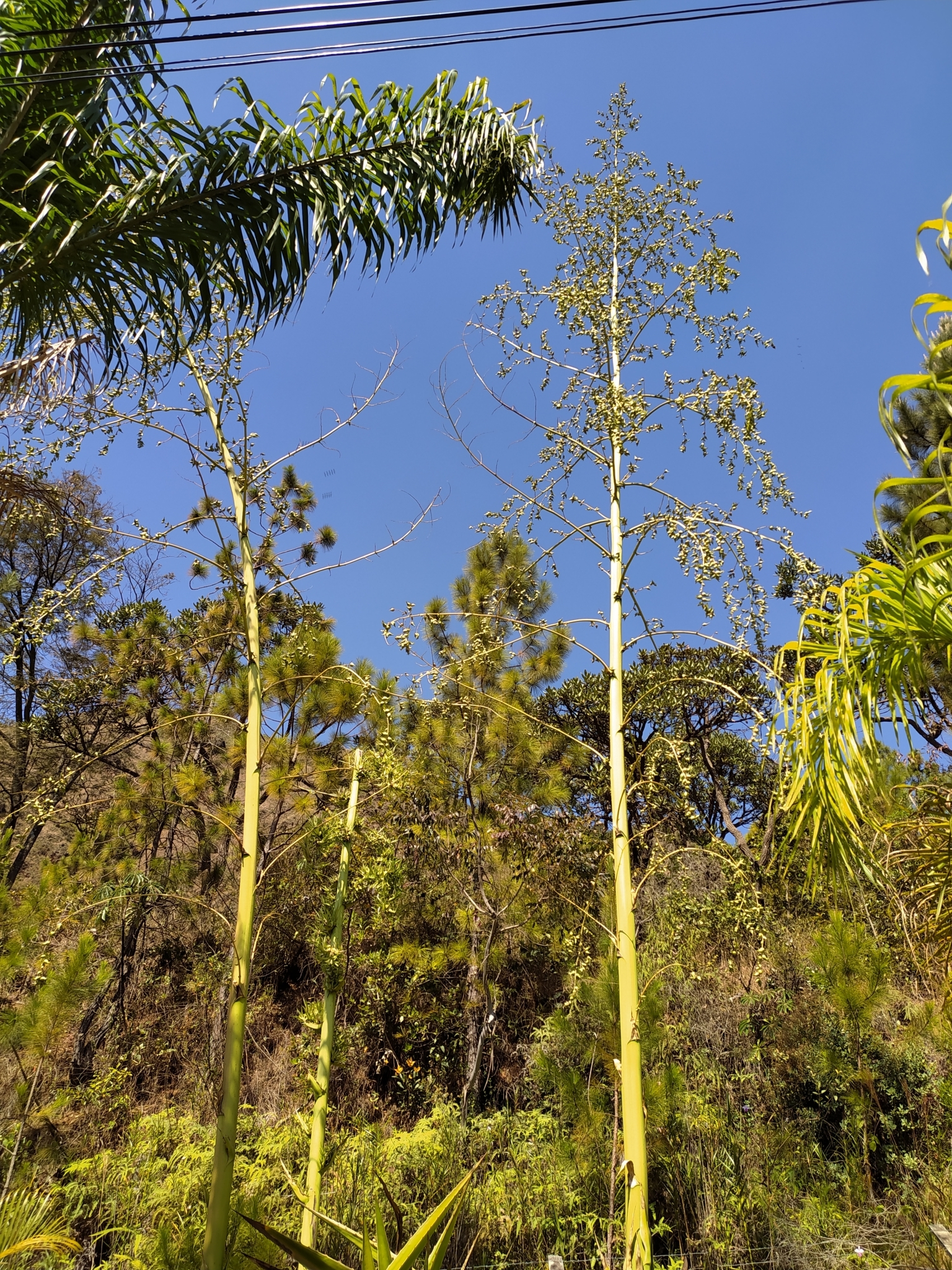 Photo of Mauritius hemp (6/9)