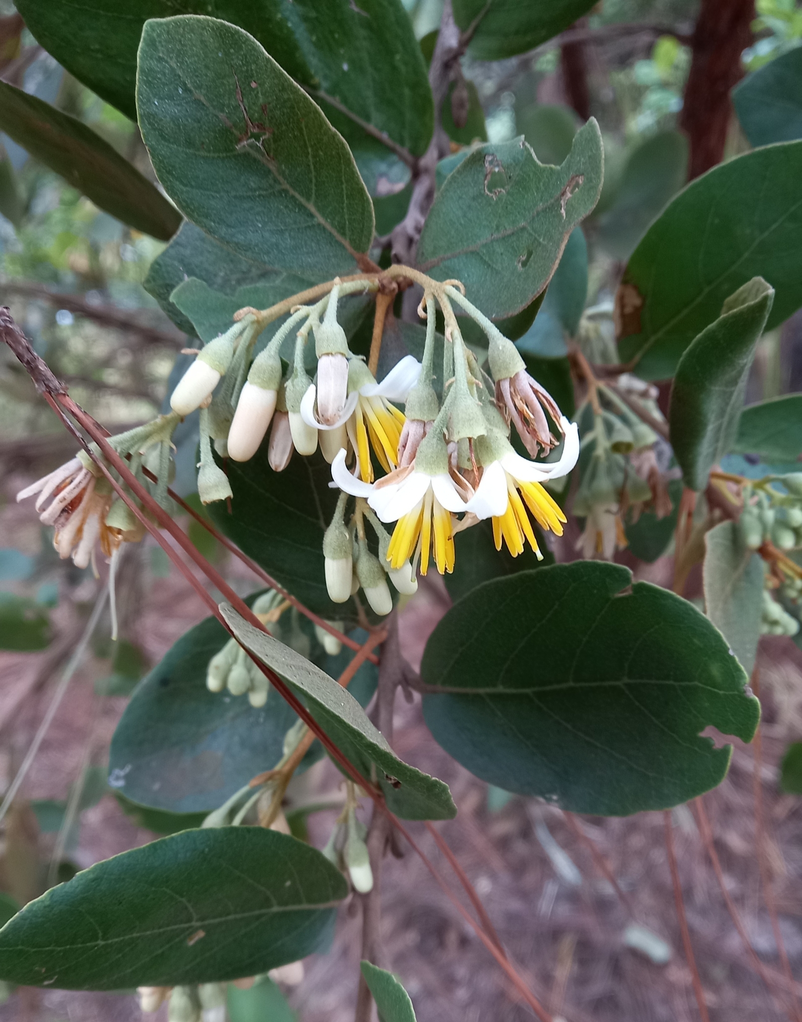 Photo of Styrax ferrugineus (12/12)