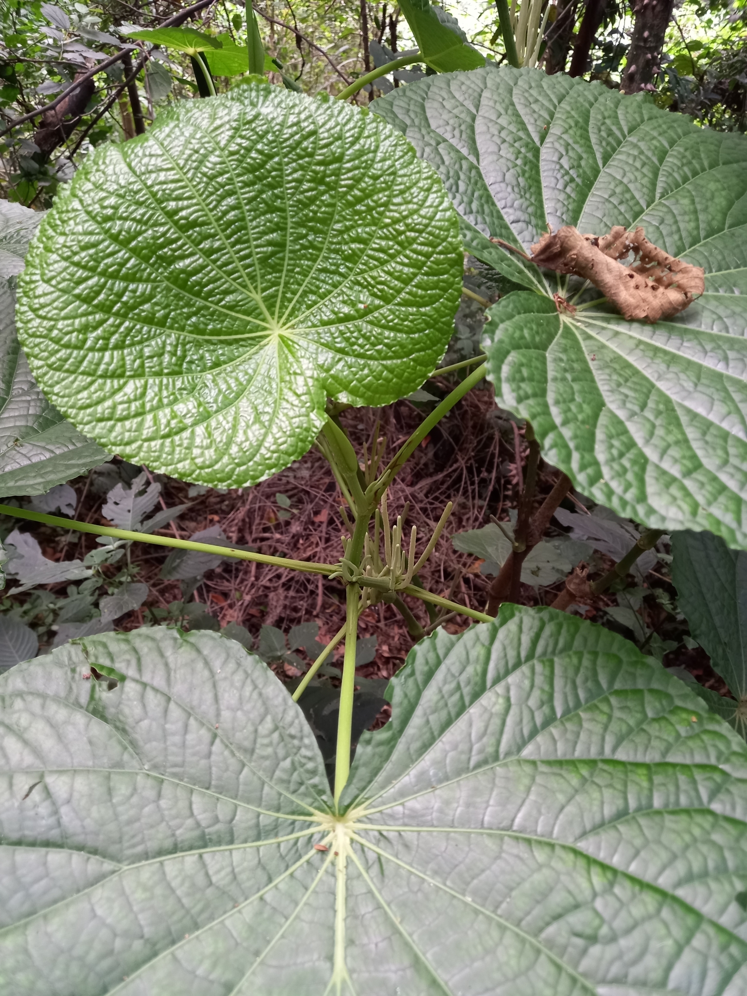 Photo of pariparoba (3/12)