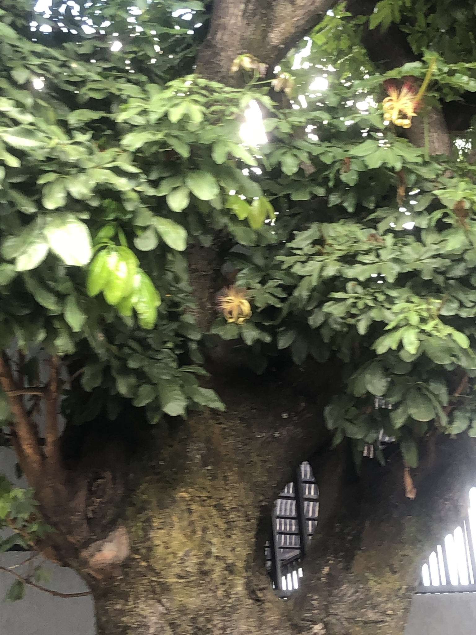 Photo of provision tree (11/12)