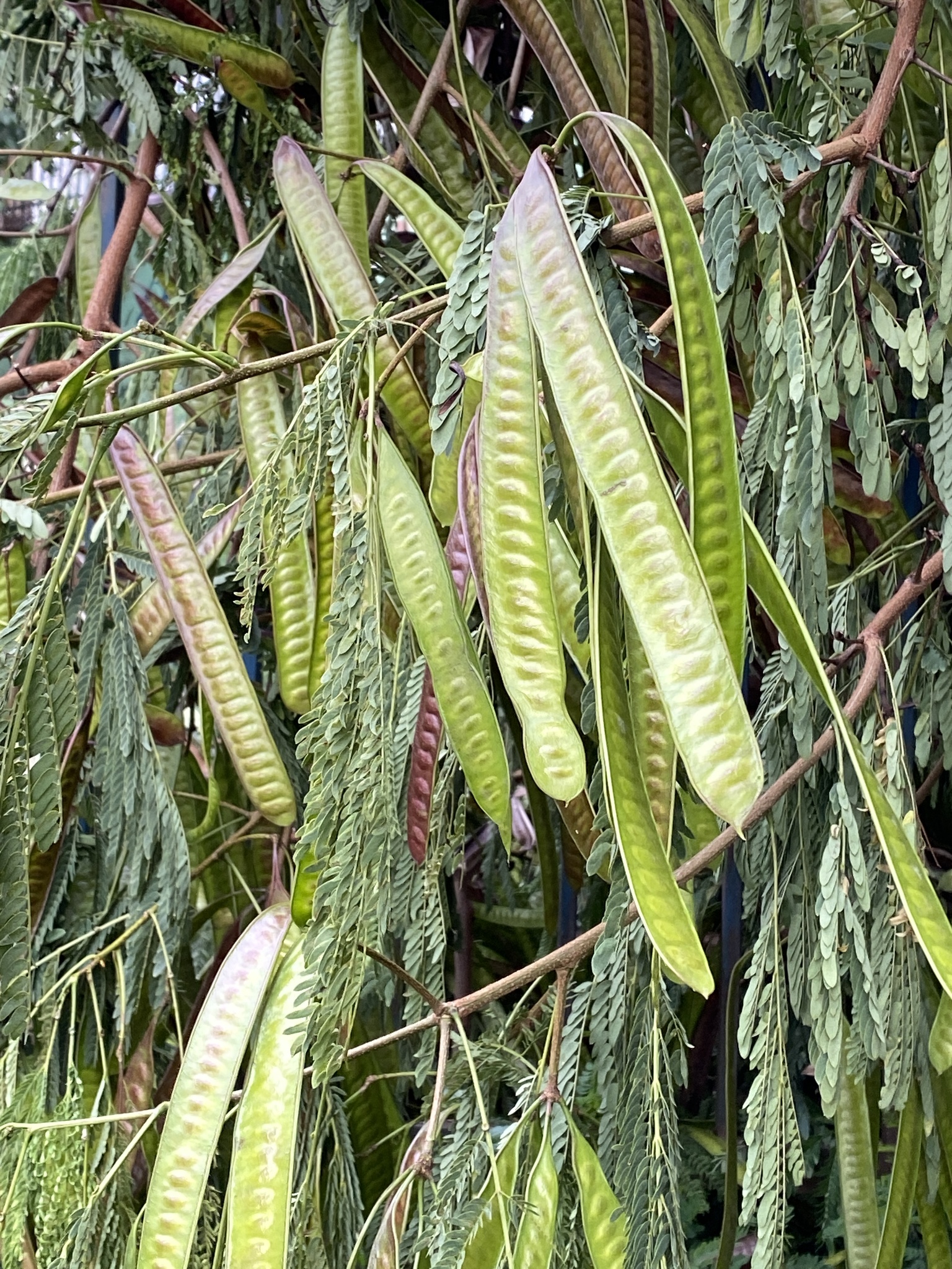 Photo of White leadtree (11/12)