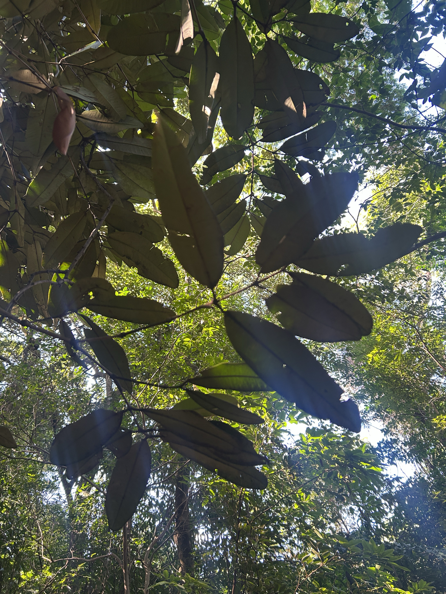 Photo of Brazil Beauty-Leaf (2/7)