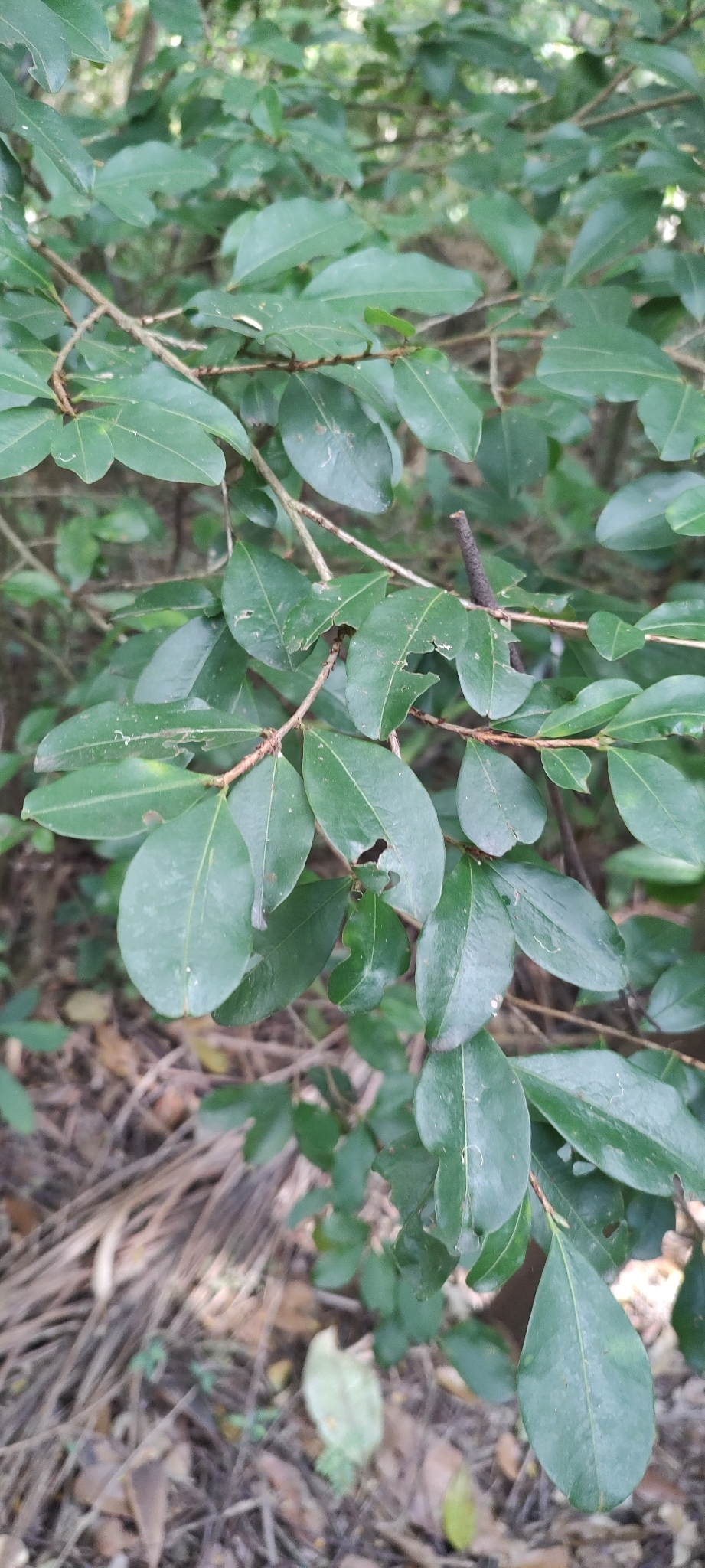 Photo of Psidium rufum (1/7)