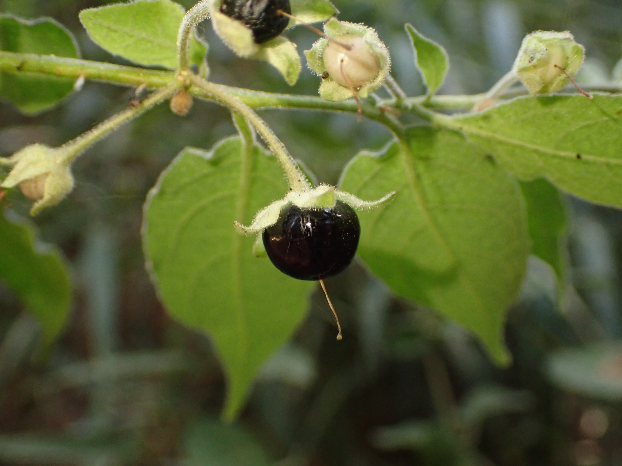 Photo of Solanum didymum (5/8)