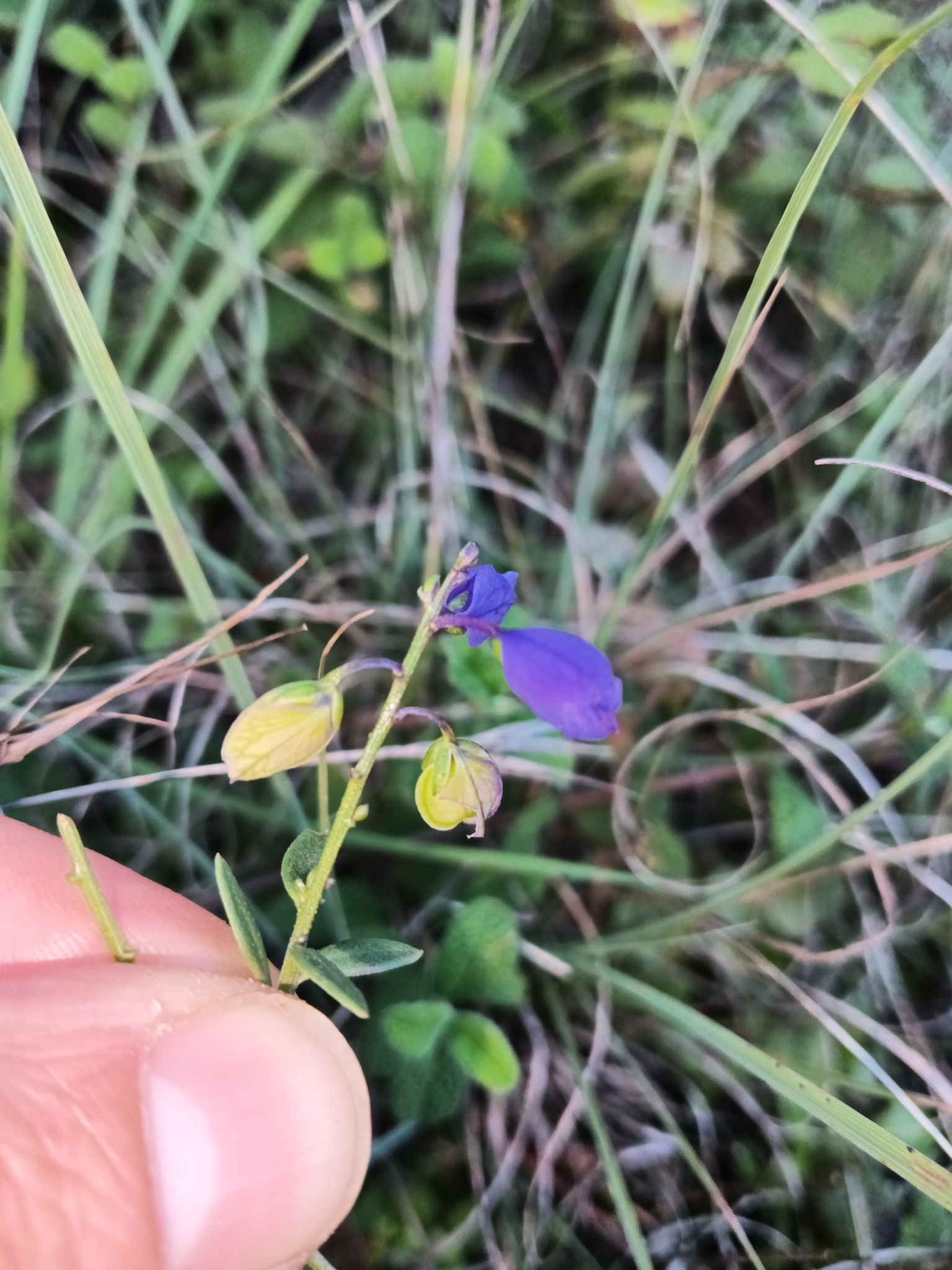 Photo of Common Milkwort (4/8)