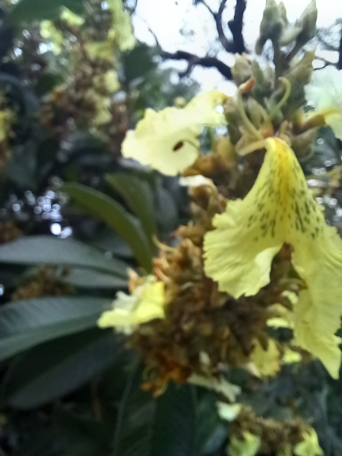 Photo of Qualea multiflora (3/12)