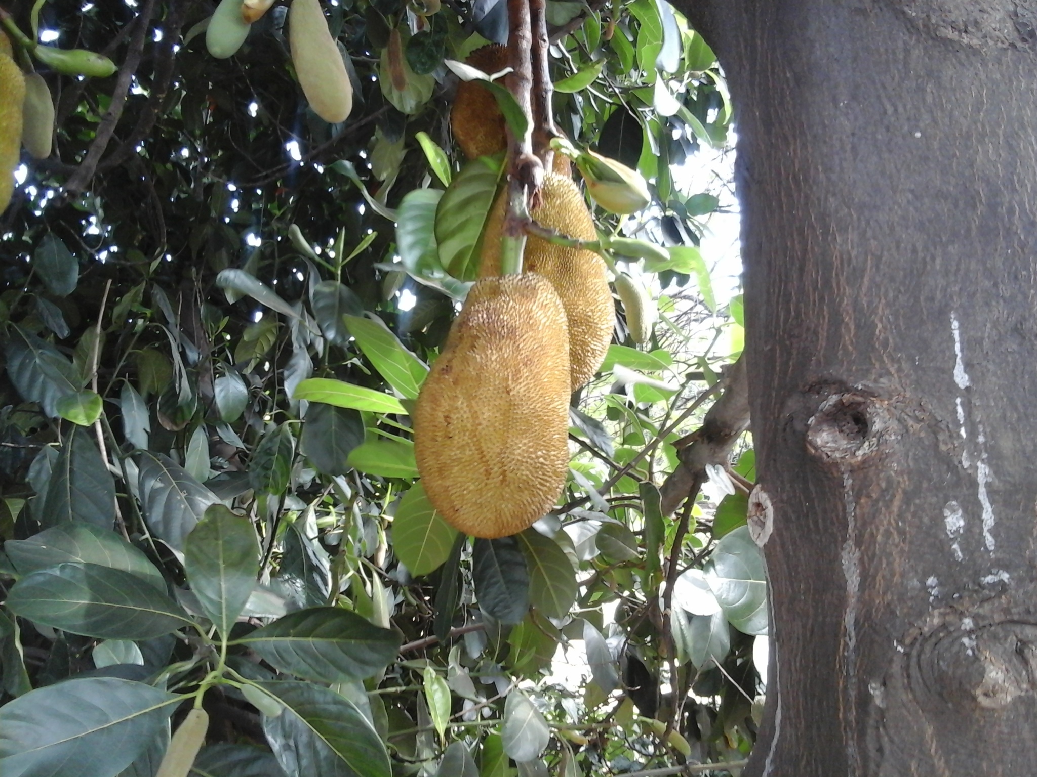 Photo of Jackfruit (11/12)