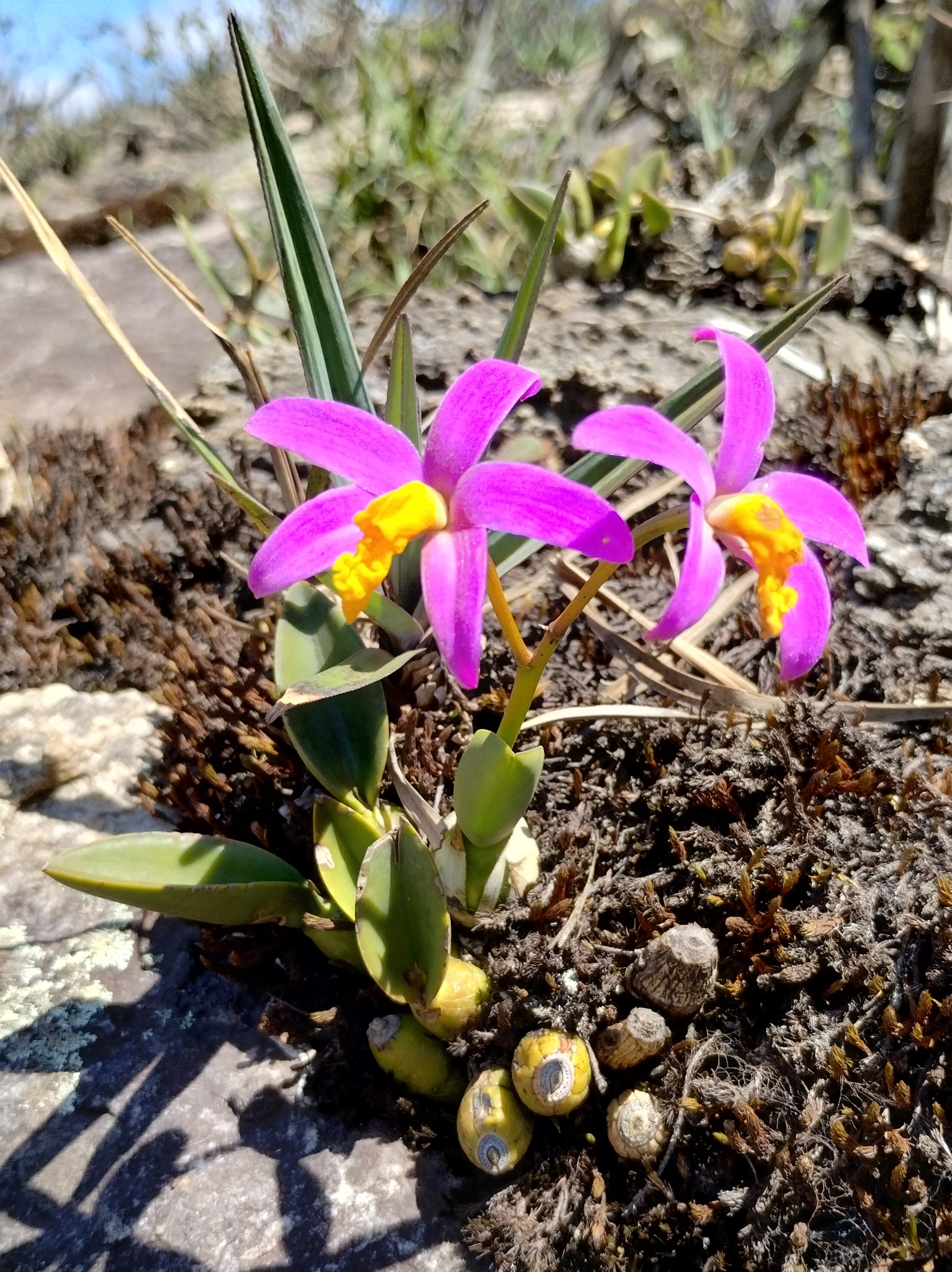 Photo of Cattleya longipes (3/9)