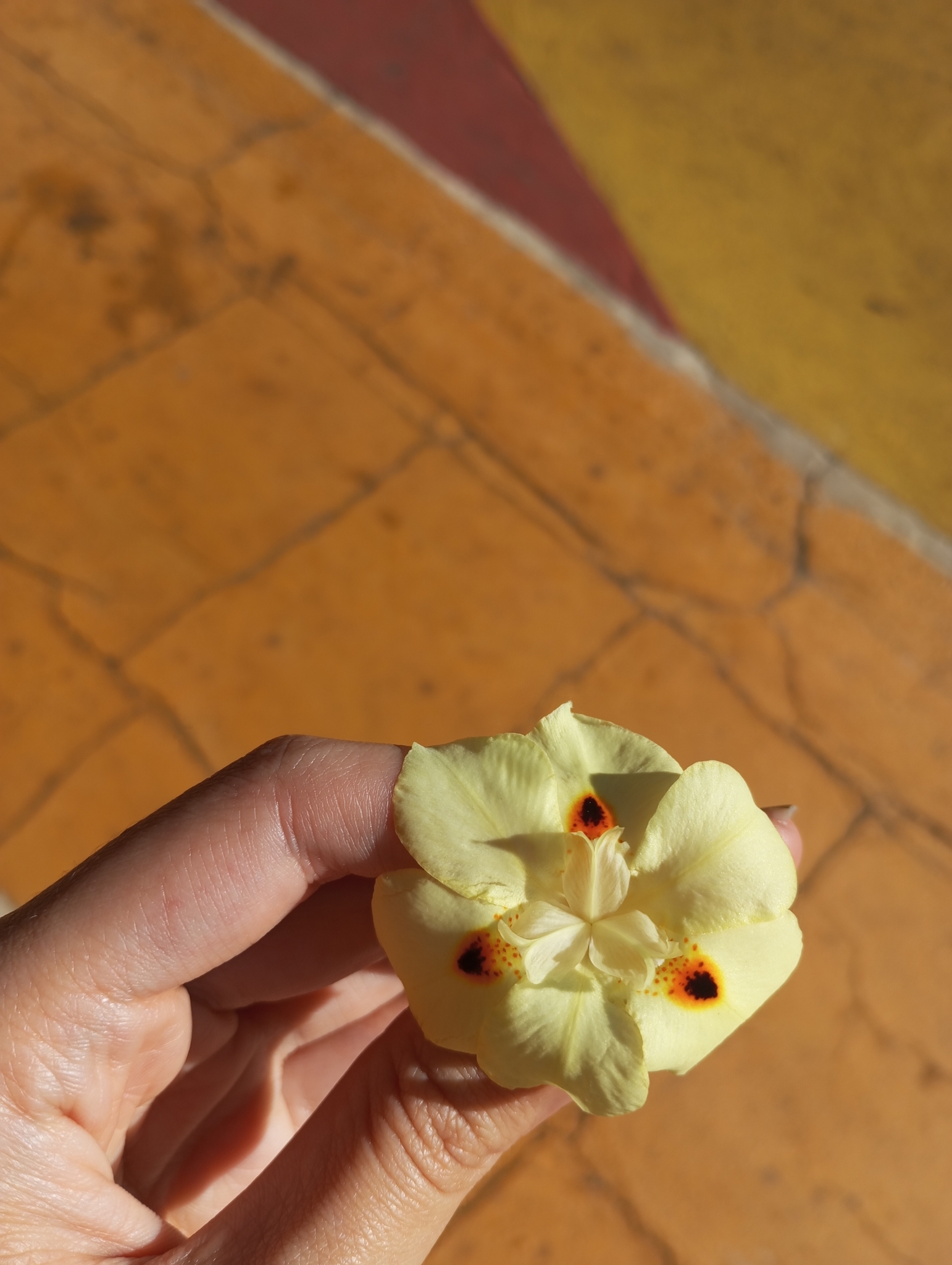 Photo of Yellow Fortnight Lily (3/10)