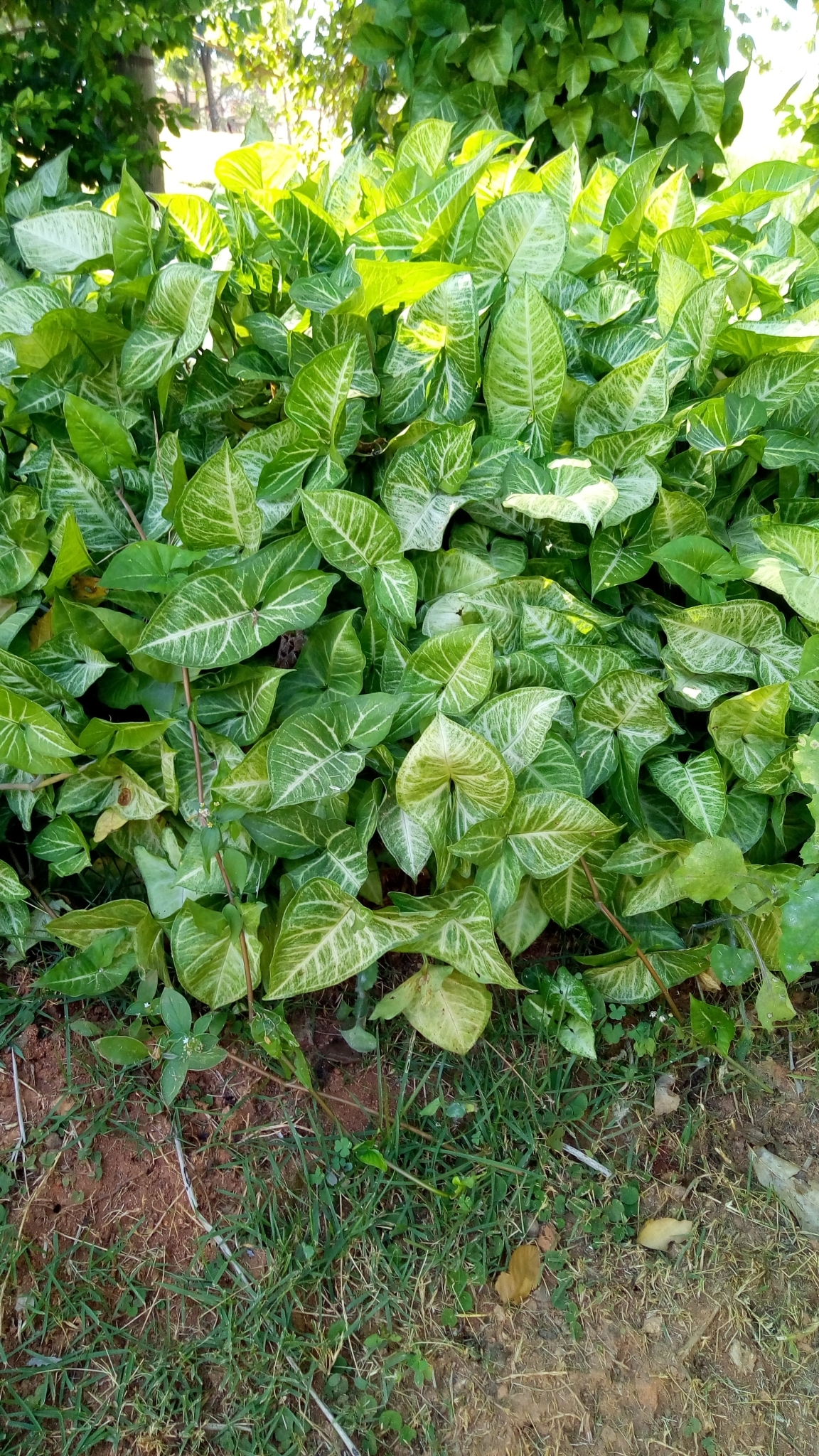 Photo of Syngonium podophyllum