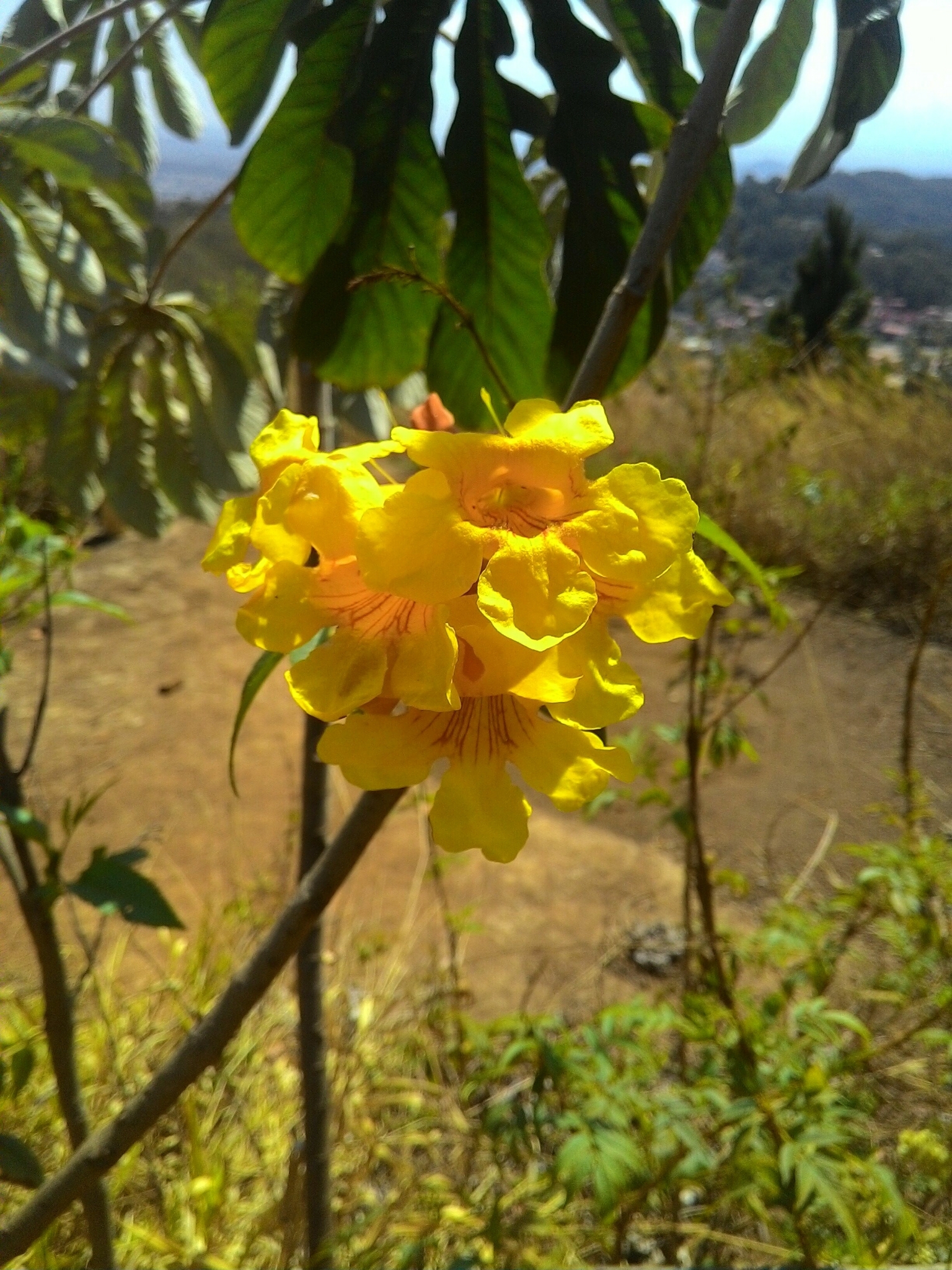 Photo of yellow trumpet flower (2/8)