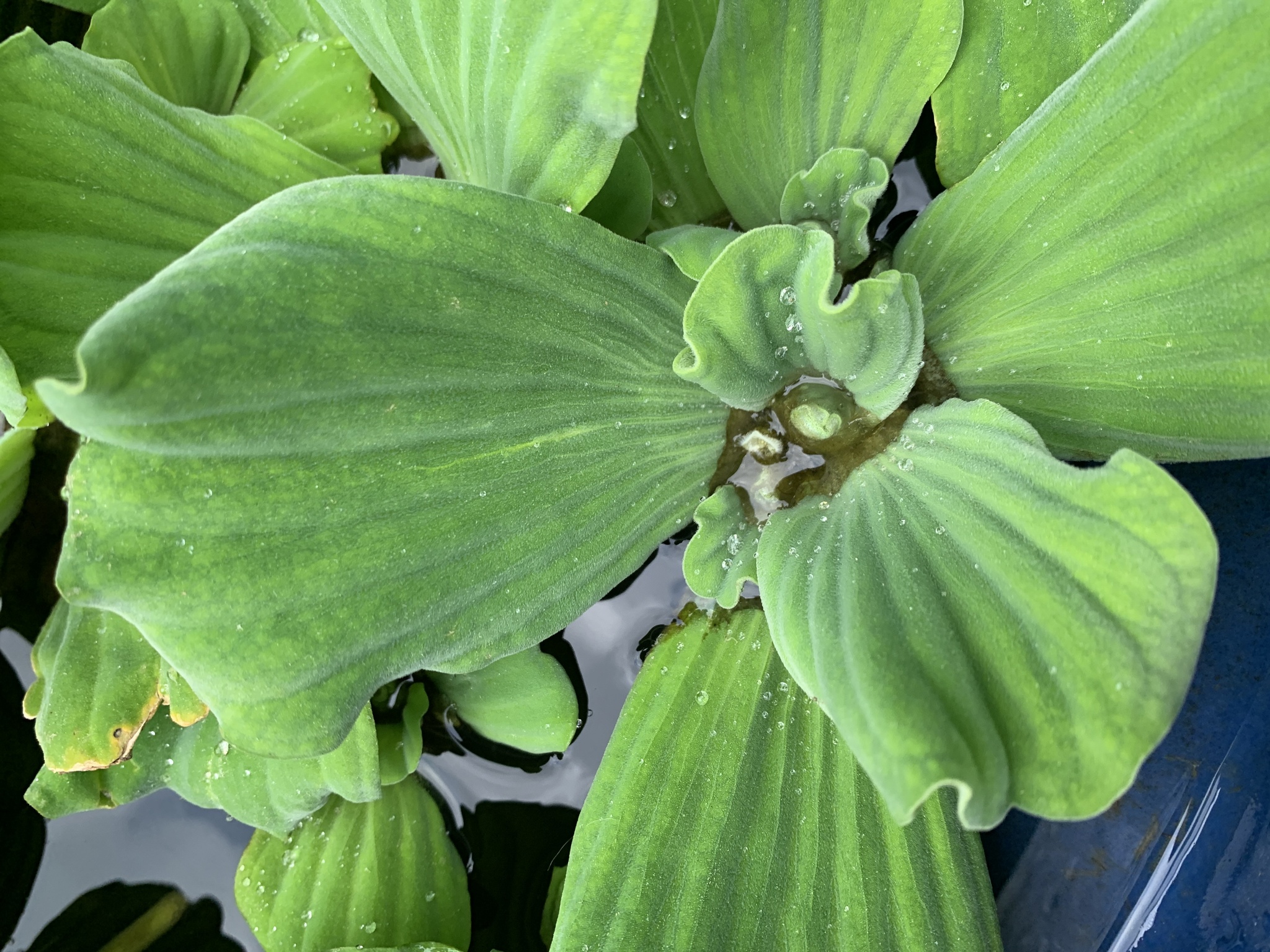 Photo of Water Lettuce (7/7)