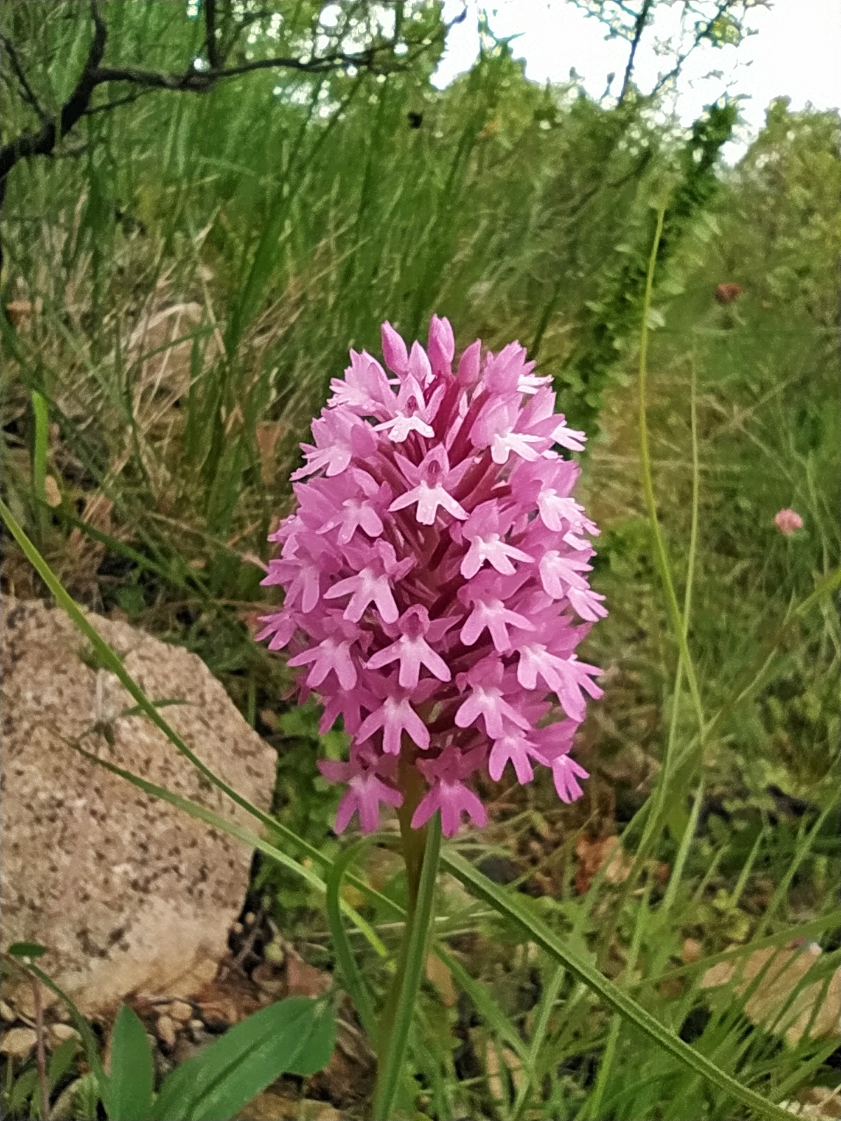 Photo of pyramidal orchid (11/12)