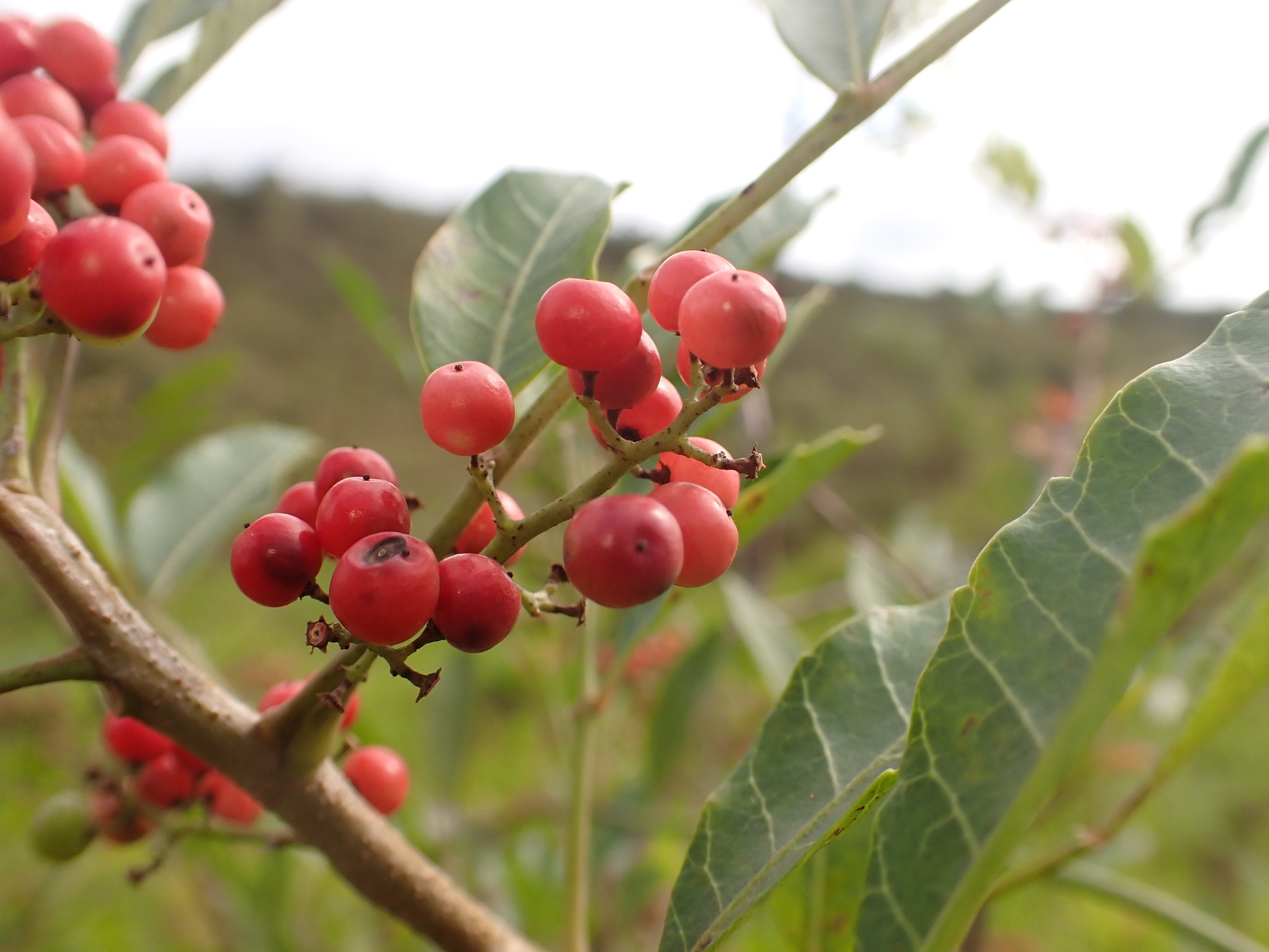 Photo of Brazilian pepper (5/12)