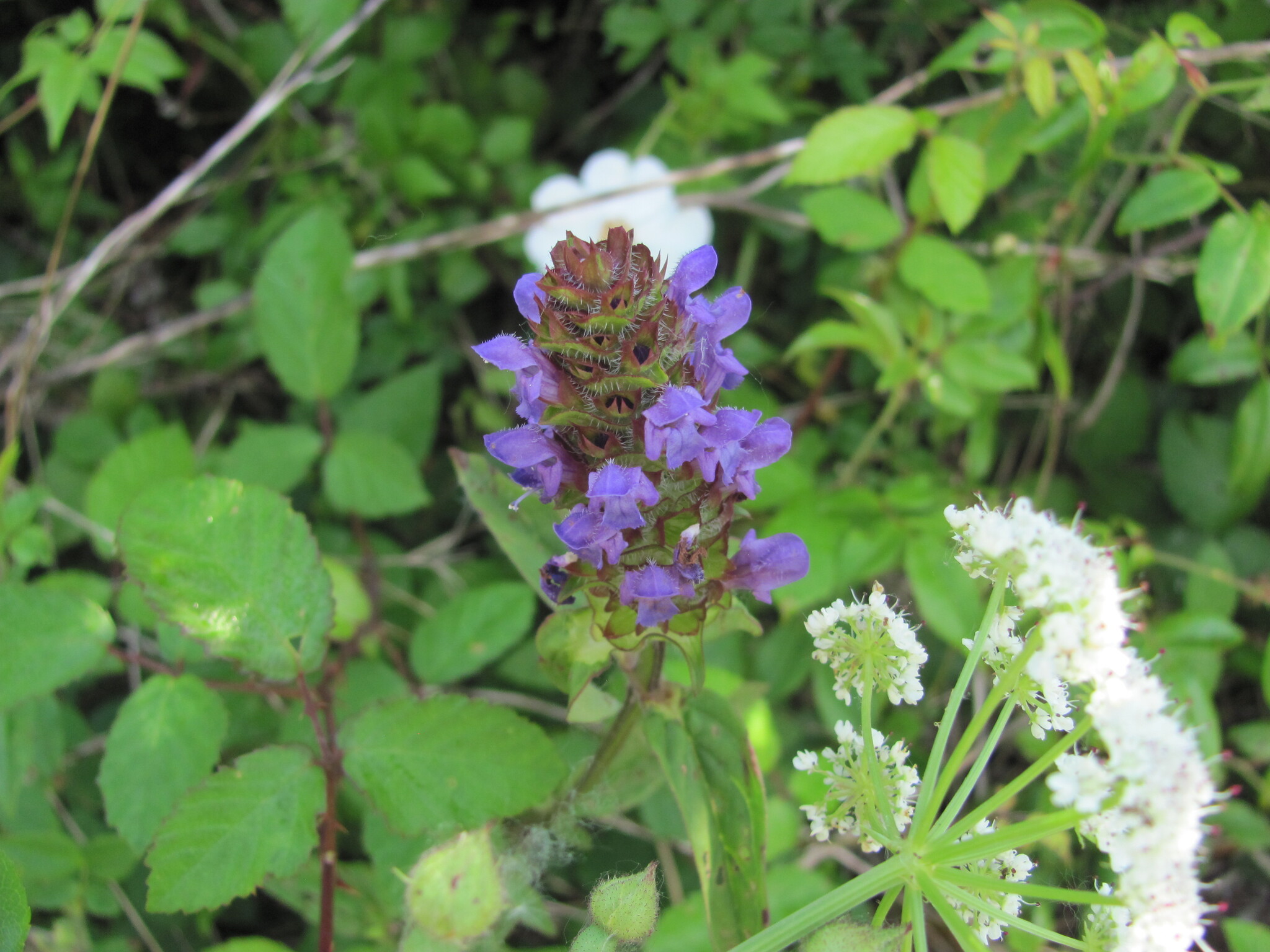 Photo of common selfheal (7/12)