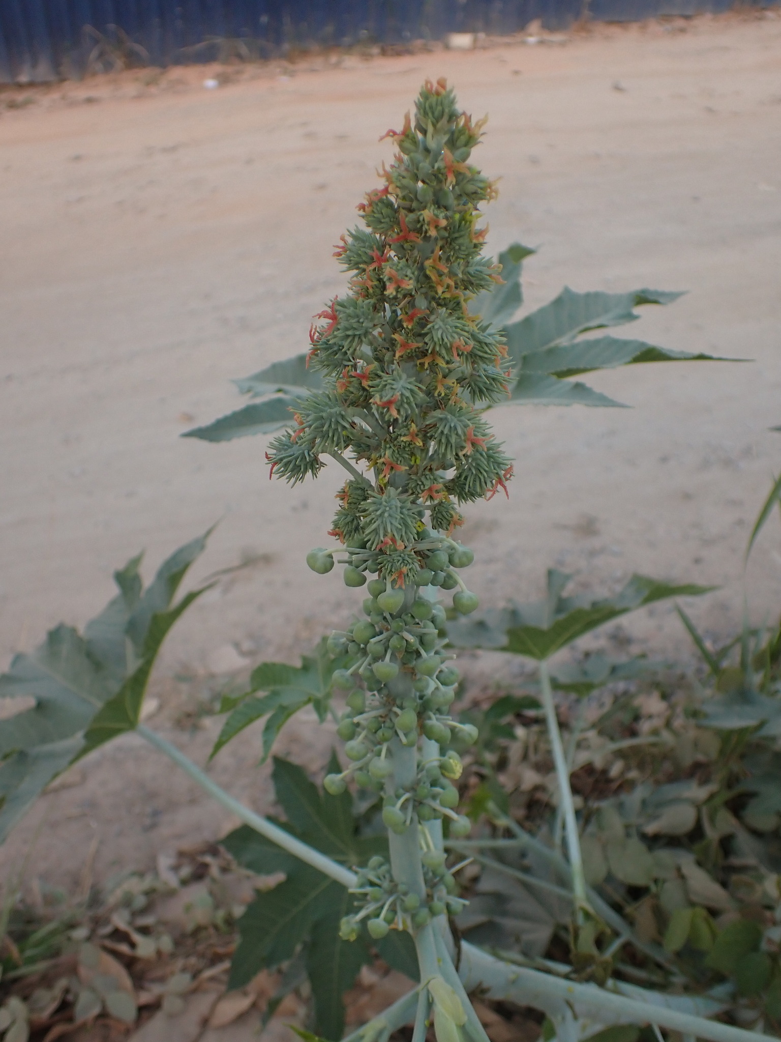 Photo of castor bean (1/12)