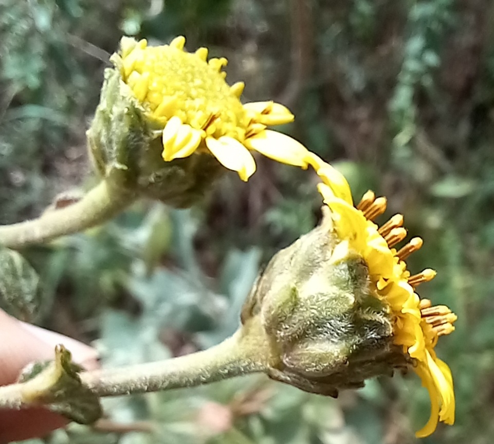 Photo of Aldama robusta (3/12)