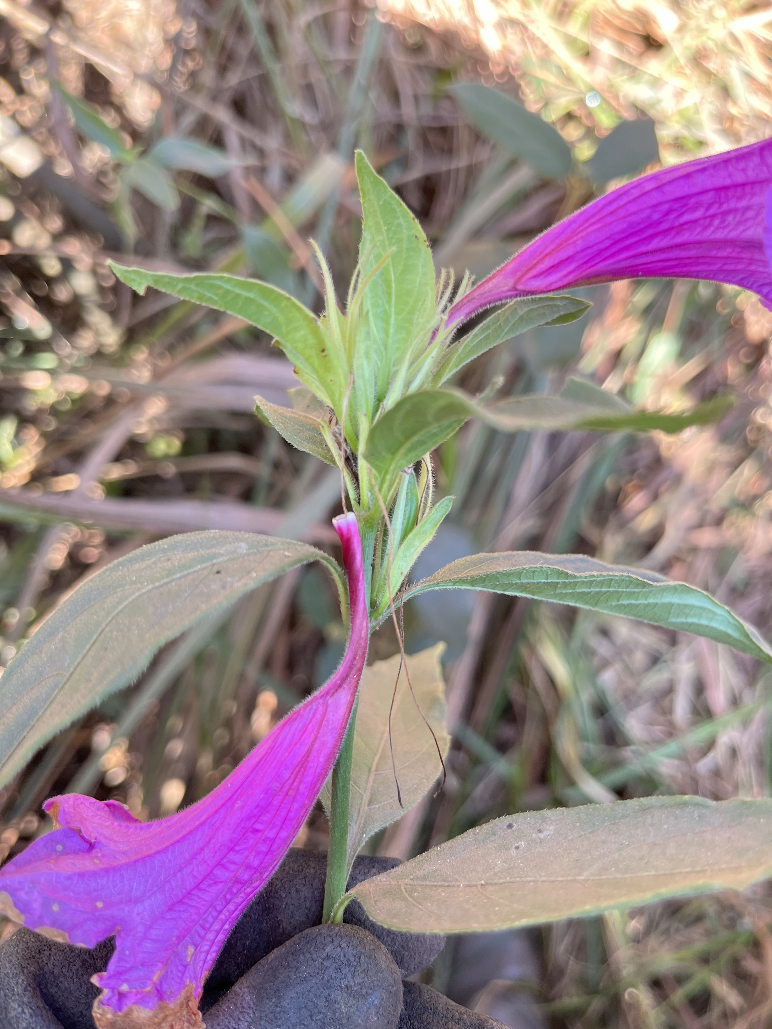 Photo of Ruellia macrantha (3/12)