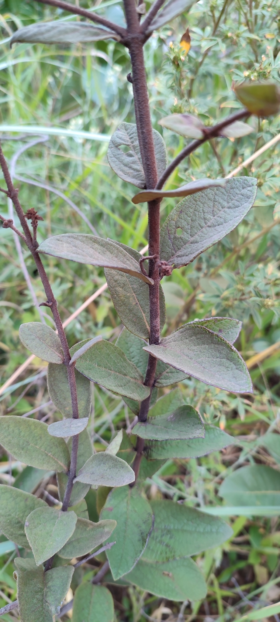 Photo of Heteropterys campestris (3/12)