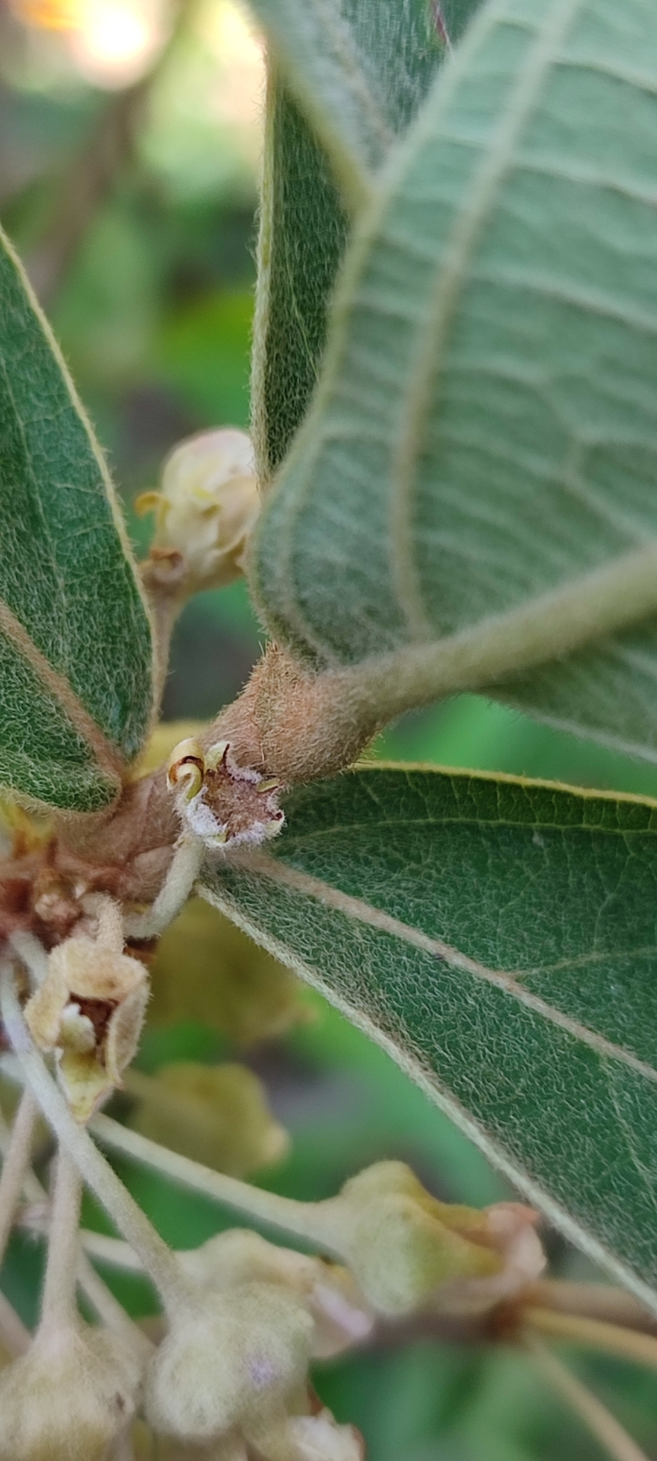 Photo of Pterandra pyroidea (5/8)