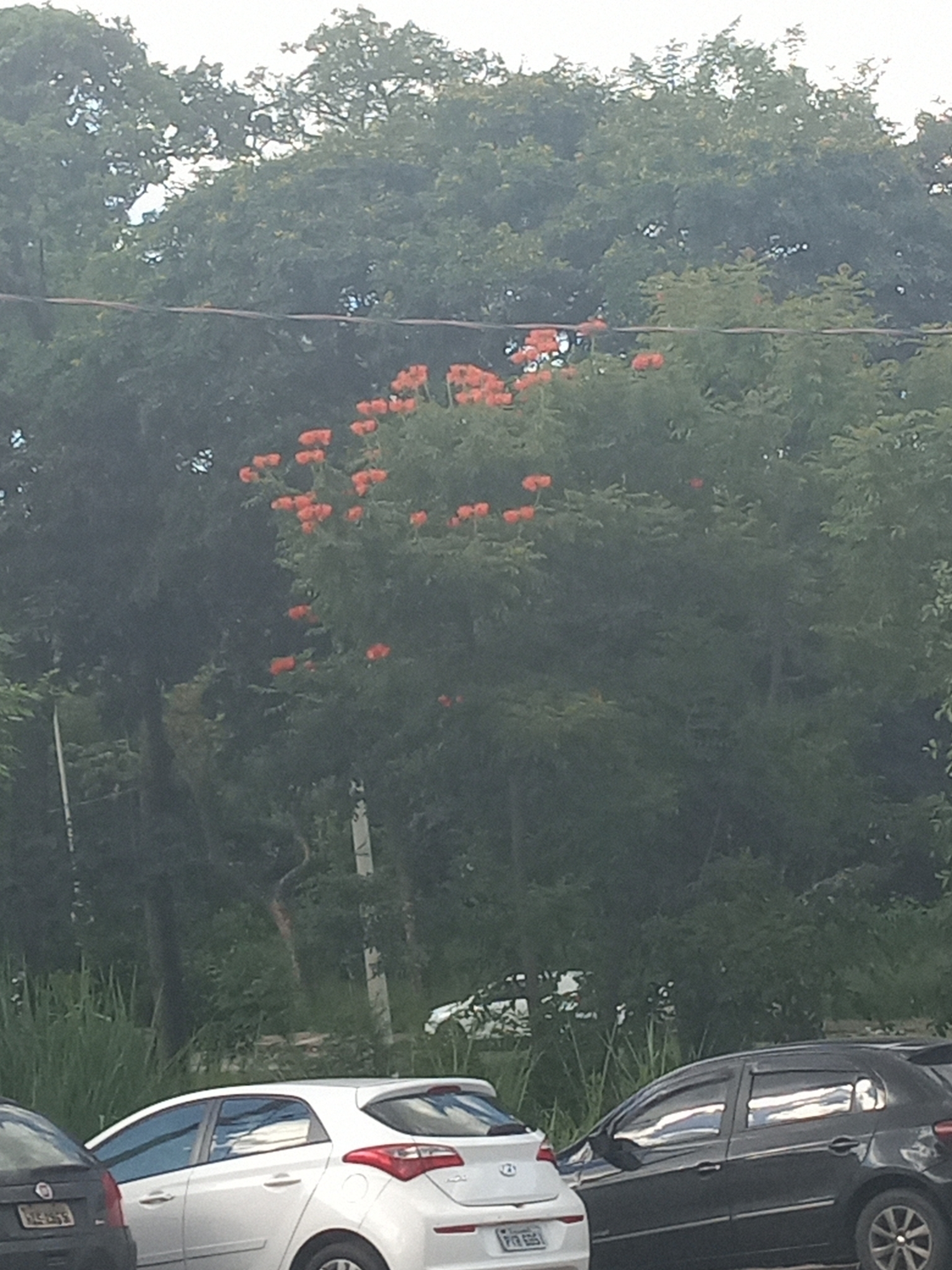 Photo of African tulip tree (7/12)