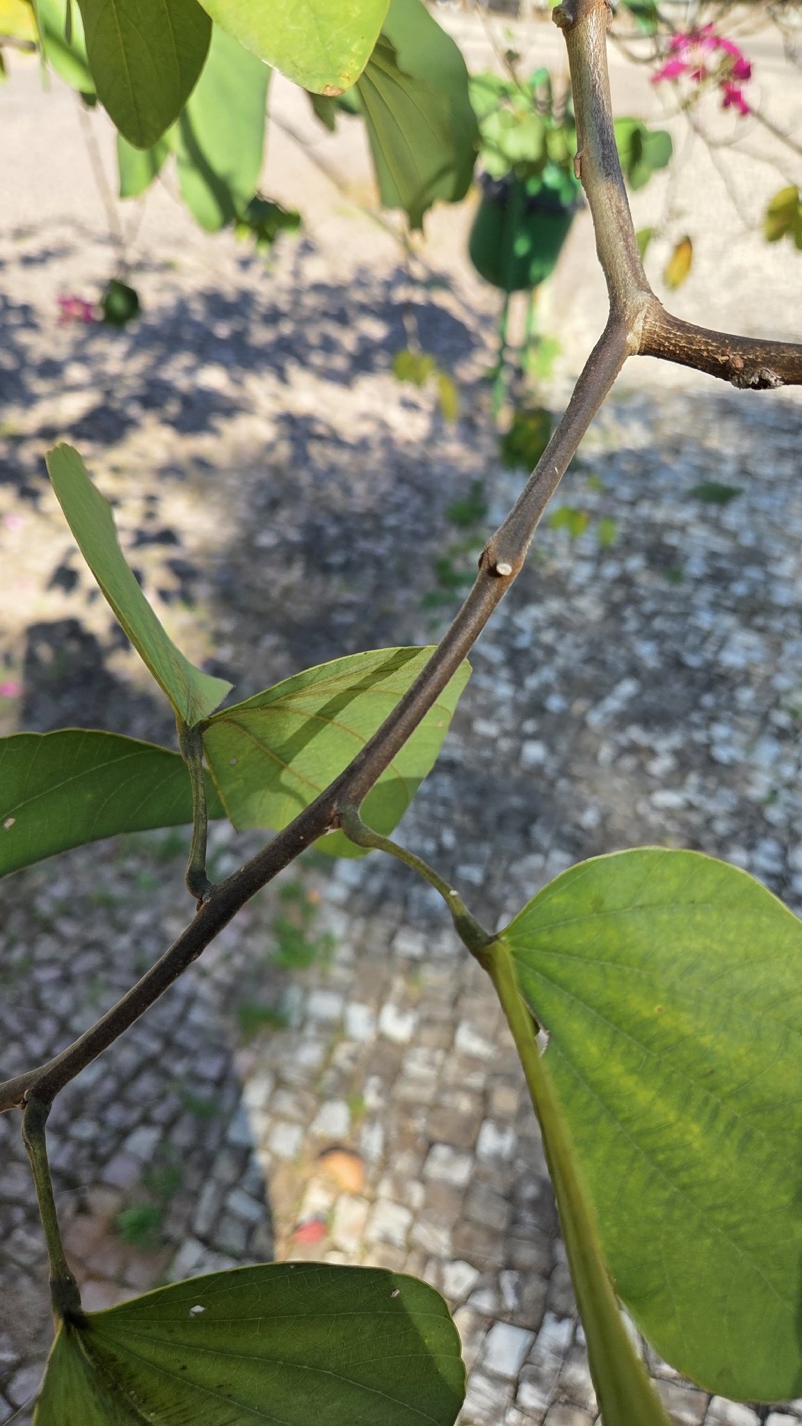 Photo of Brazilian orchid tree (4/7)