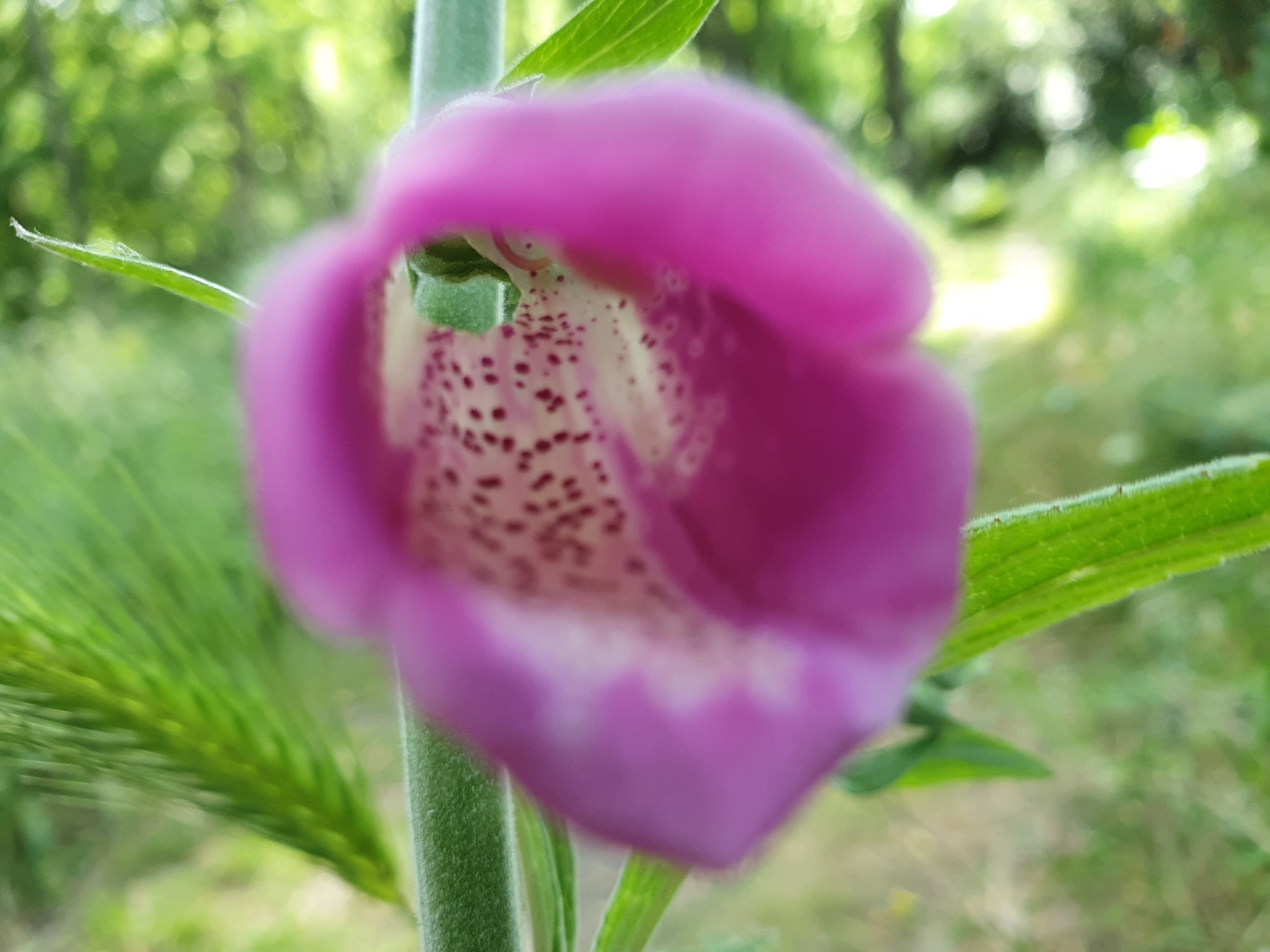 Photo of purple foxglove (5/12)