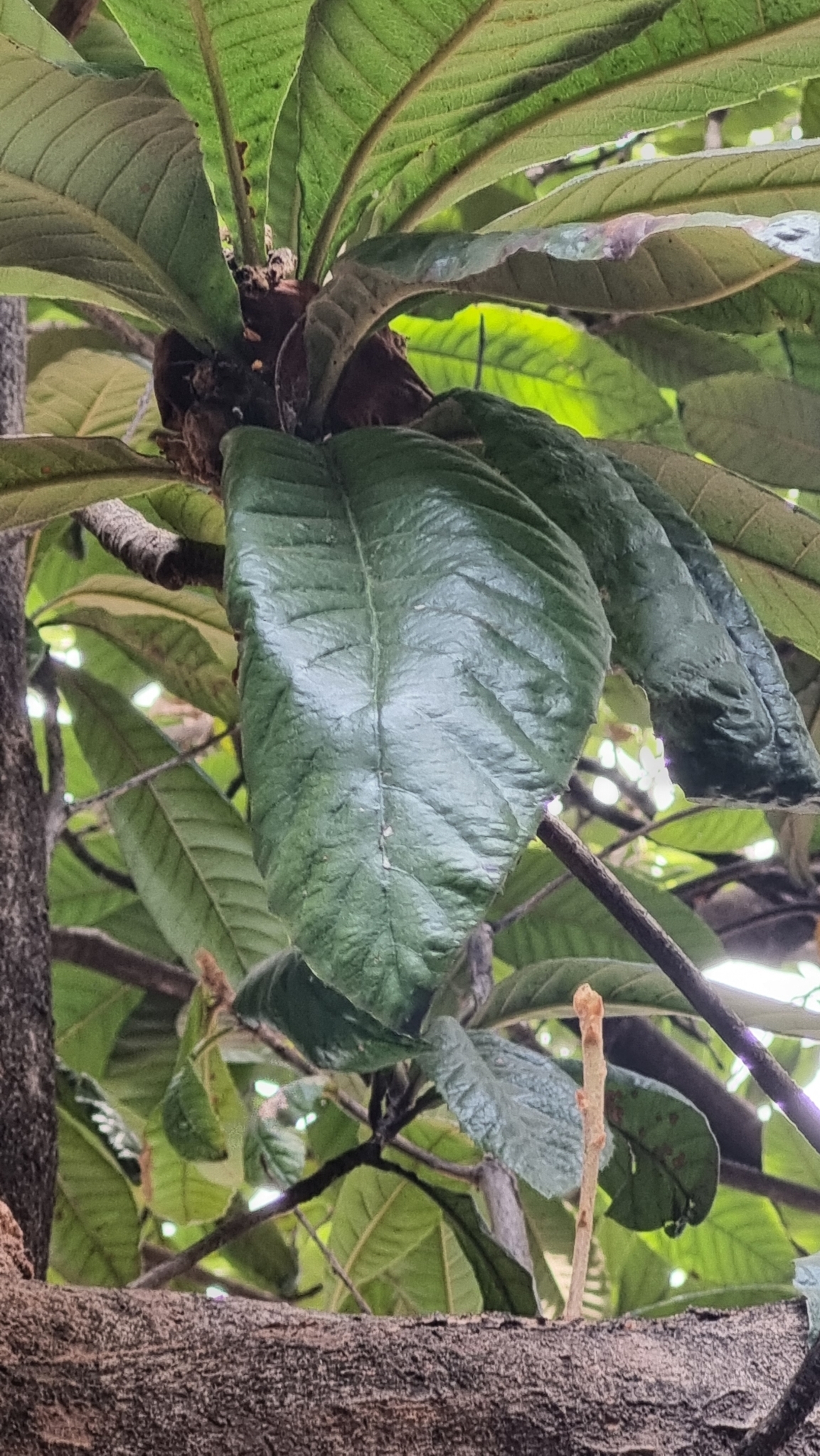 Photo of Angiospermae (1/5)