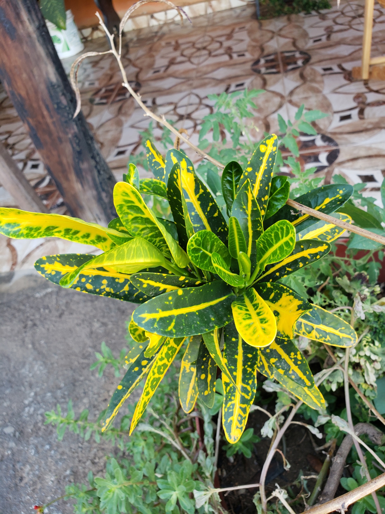 Photo of Variegated Croton (9/10)