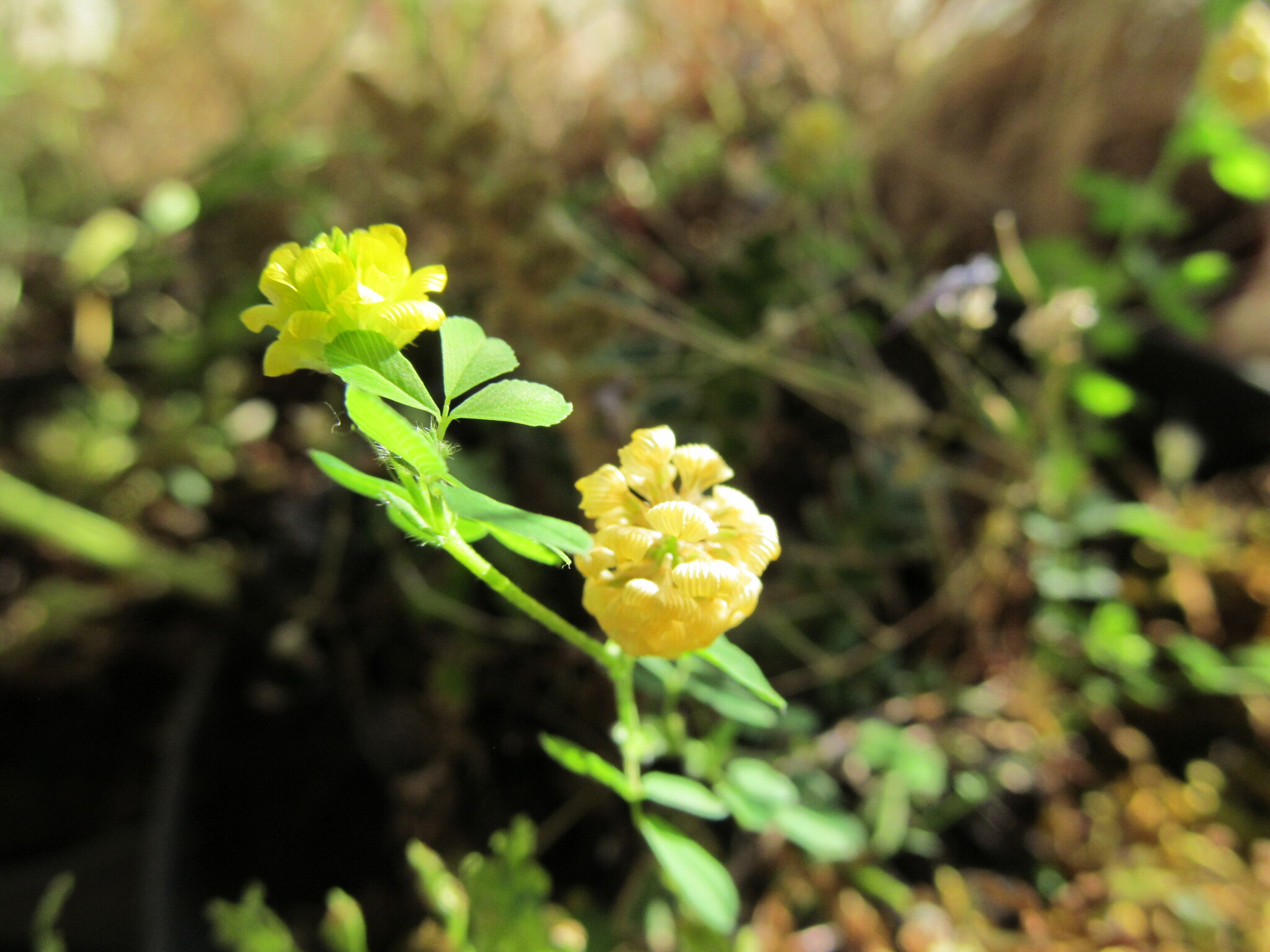Photo of hop trefoil (7/12)