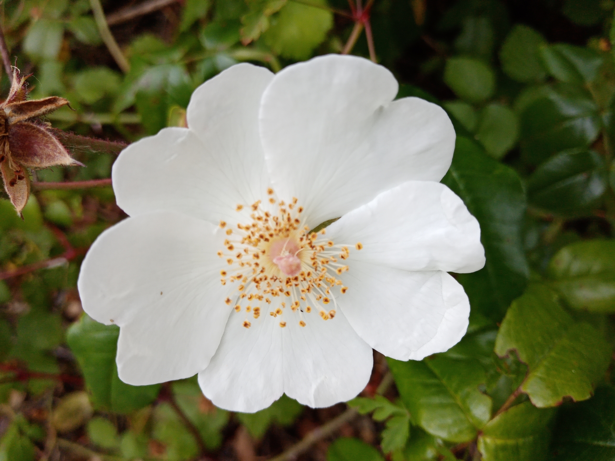 Photo of Dog-rose (9/12)