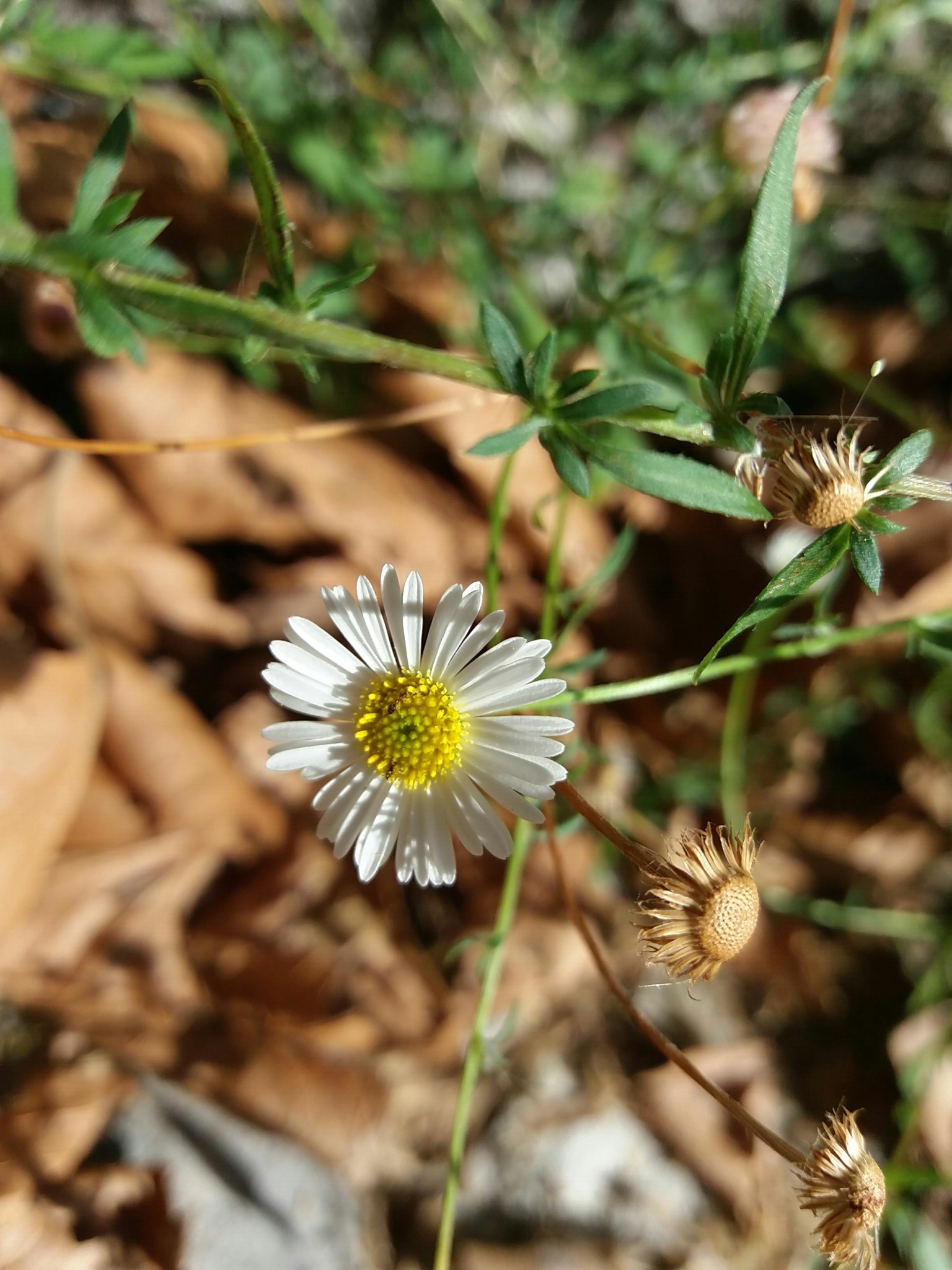 Photo of Mexican Fleabane (3/12)