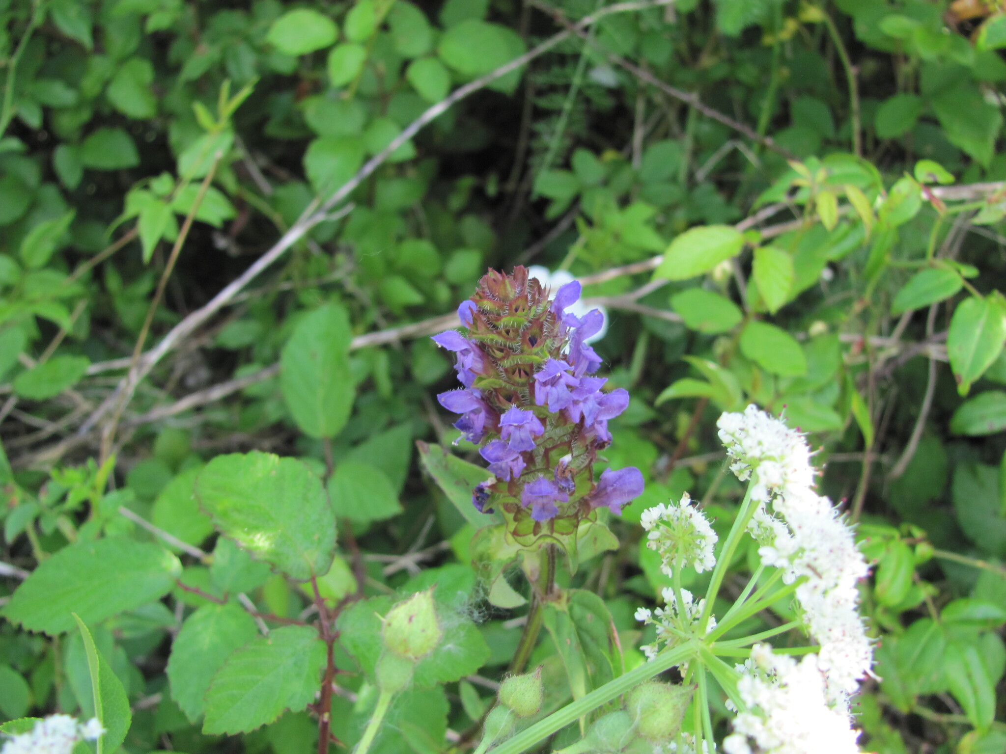 Photo of common selfheal (6/12)