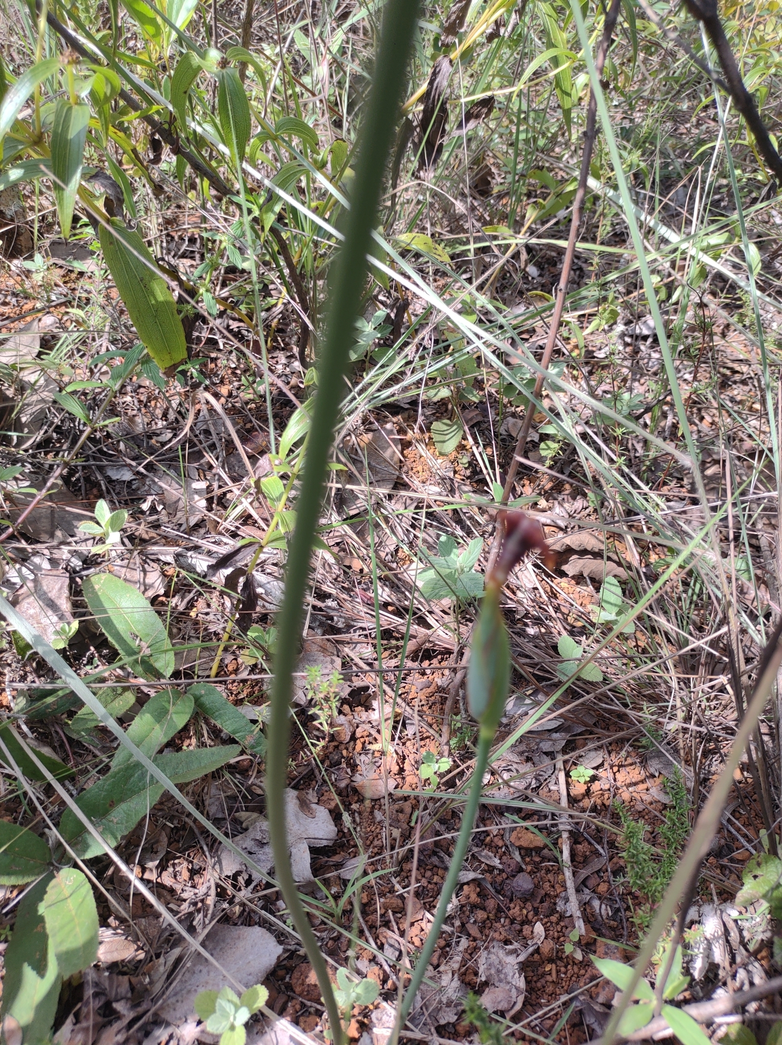 Photo of Trimezia juncifolia (5/7)