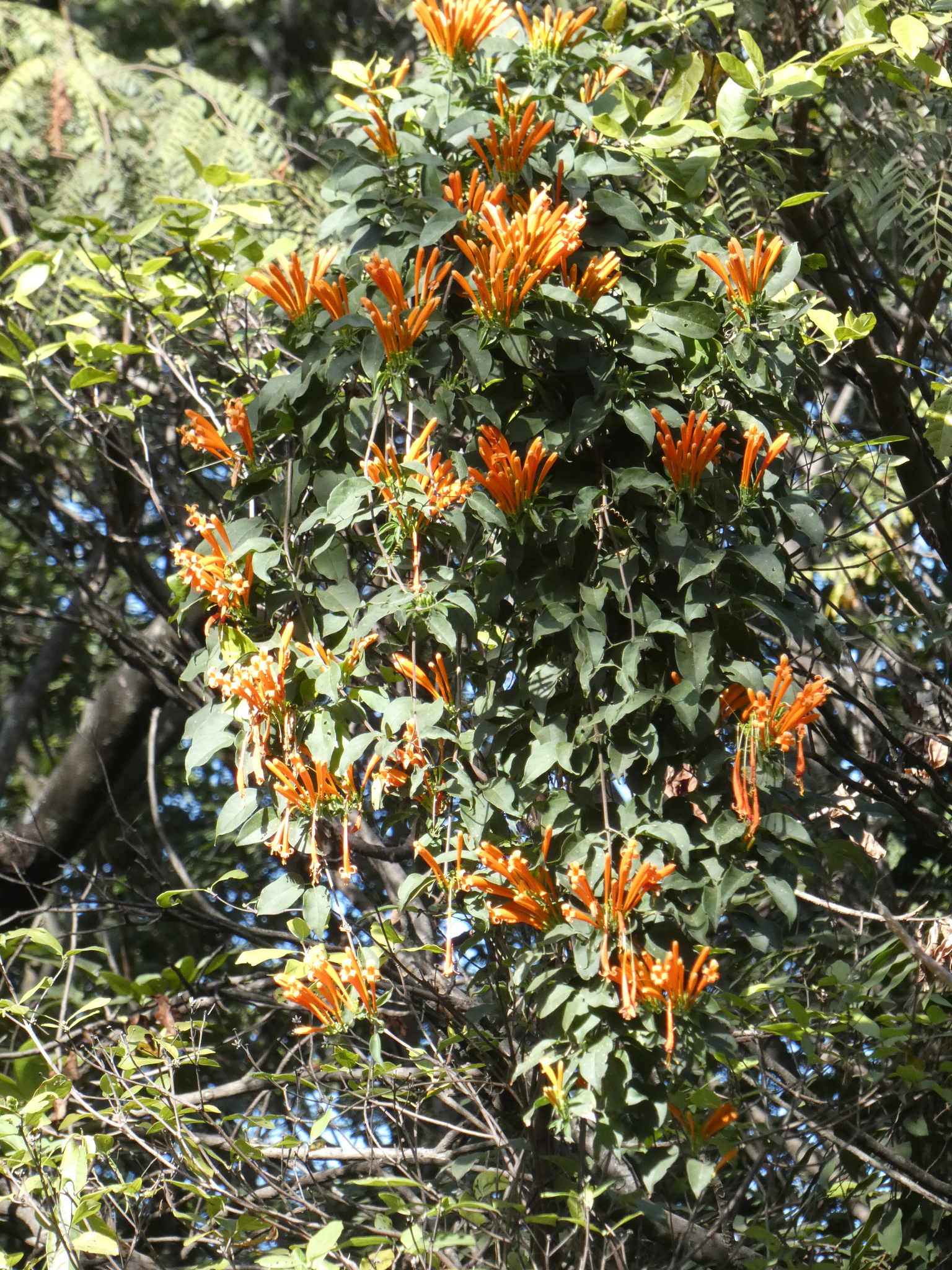 Photo of Flame vine (2/12)