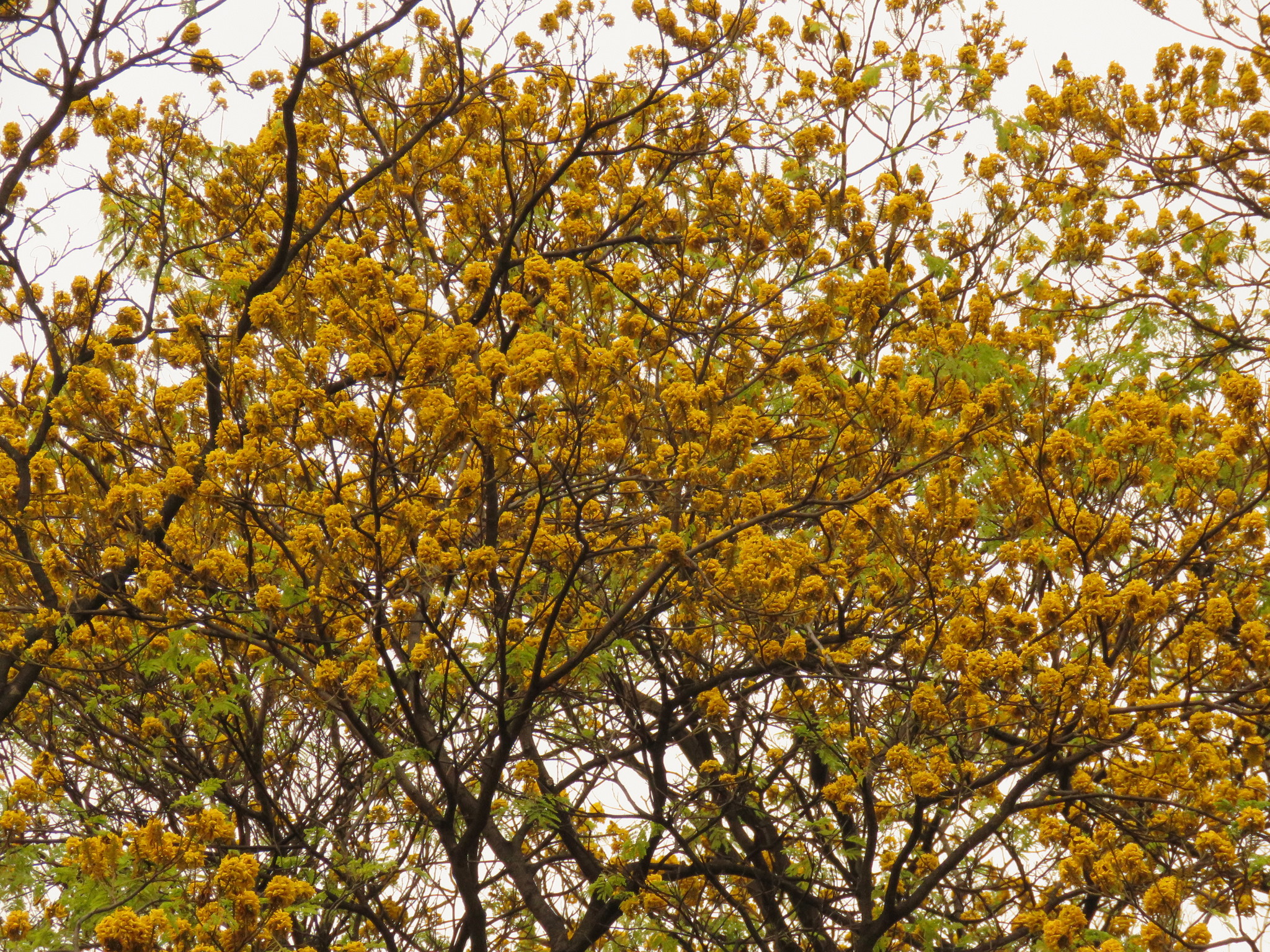 Photo of Yellow Poinciana (4/6)