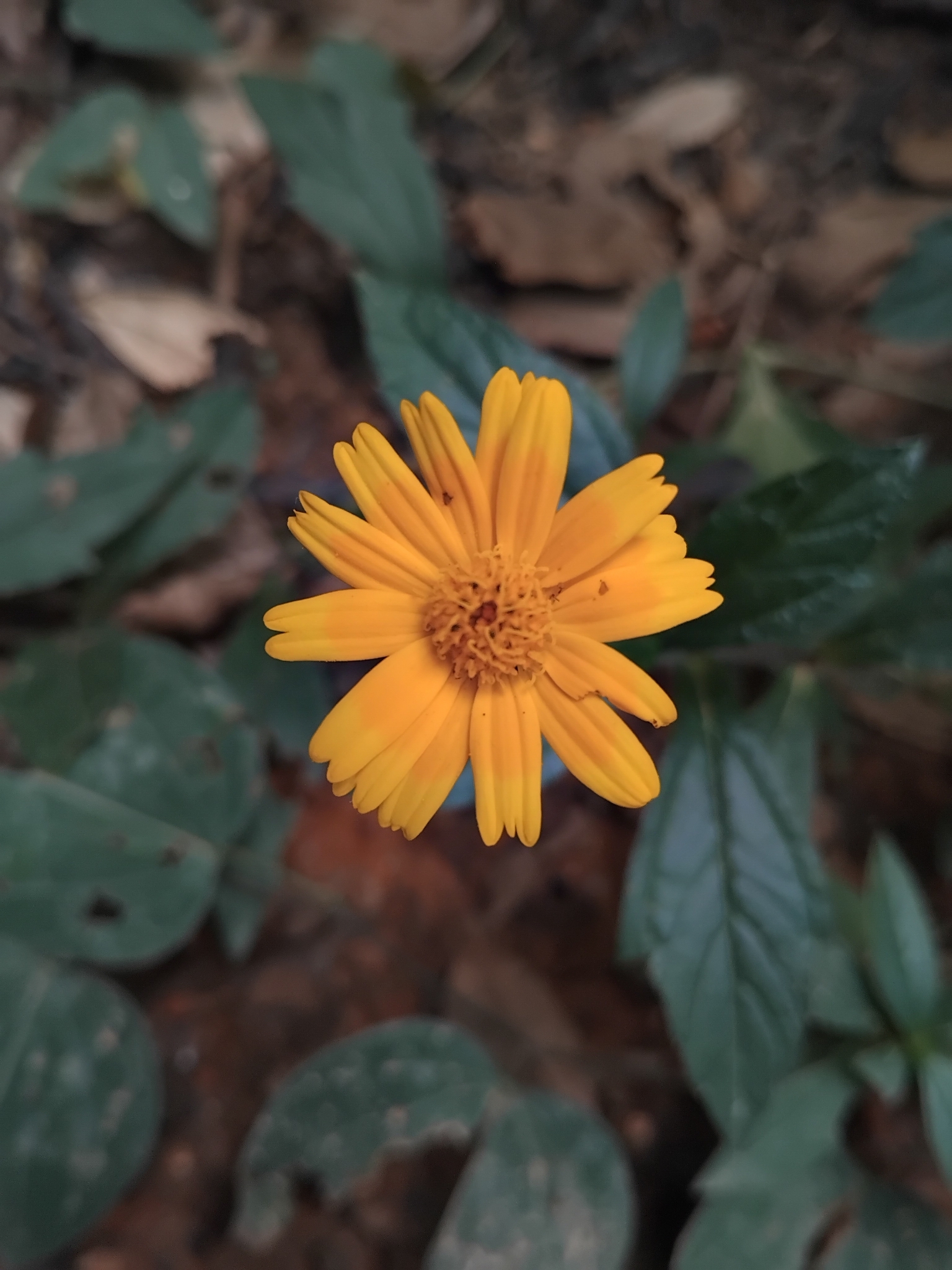 Photo of Sphagneticola (5/7)