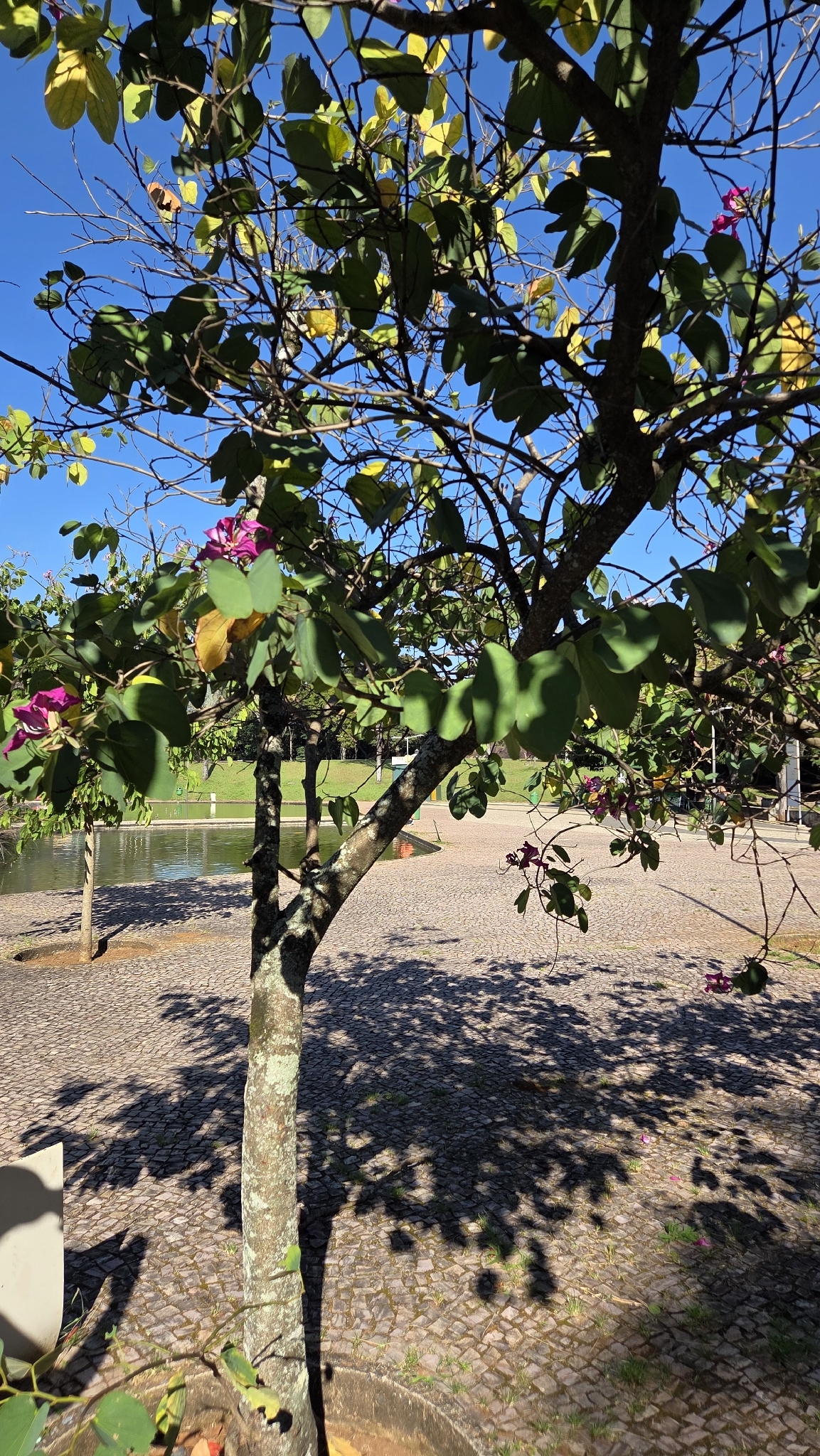 Photo of Brazilian orchid tree (1/7)