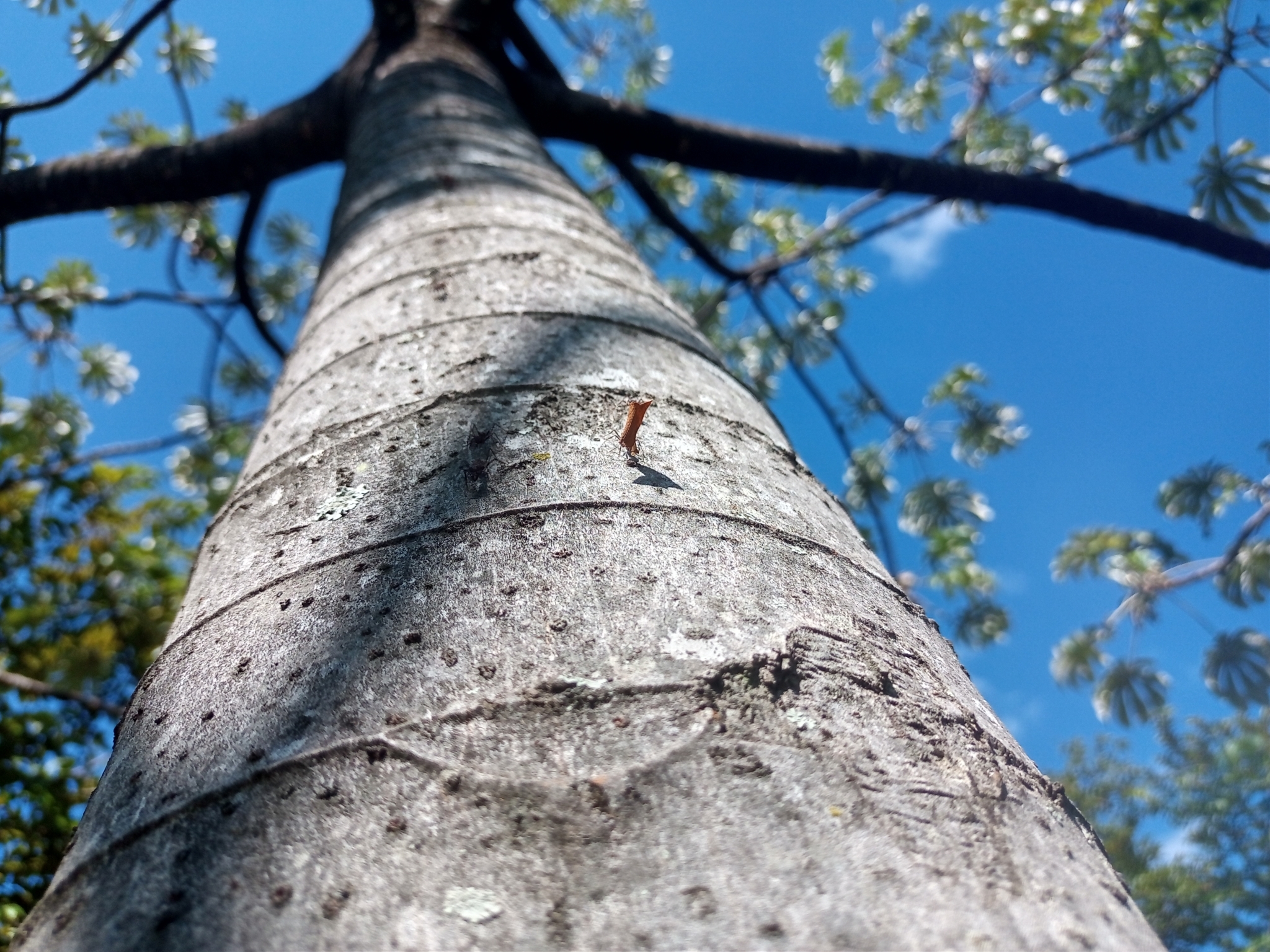 Photo of Pumpwood (8/9)