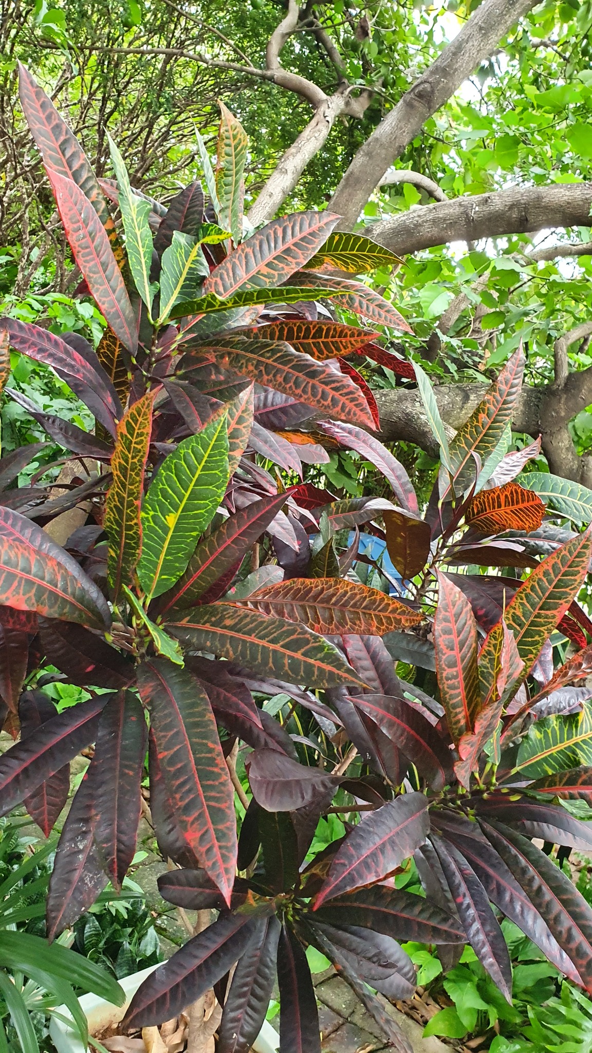 Photo of Variegated Croton (4/10)