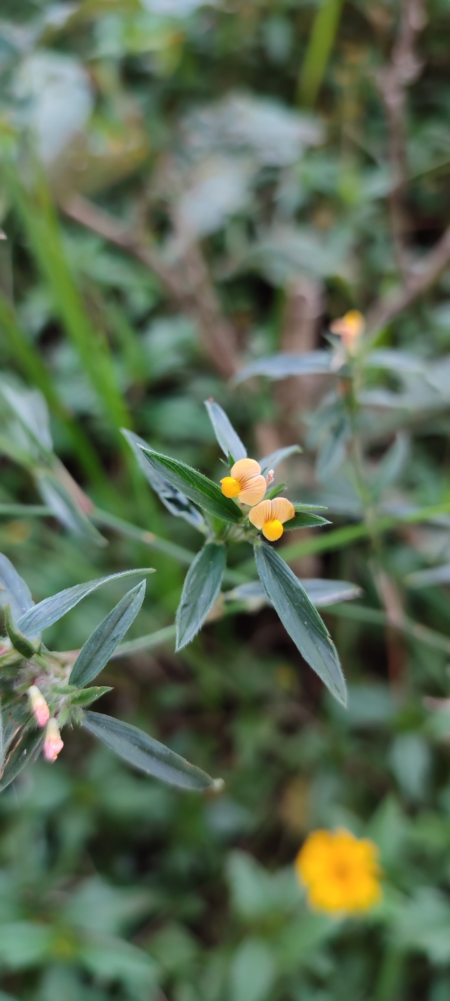 Photo of Stylosanthes (7/7)