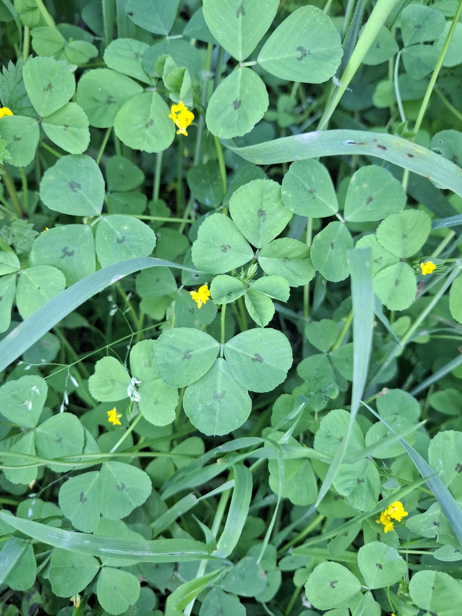 Photo of Spotted medick (4/12)