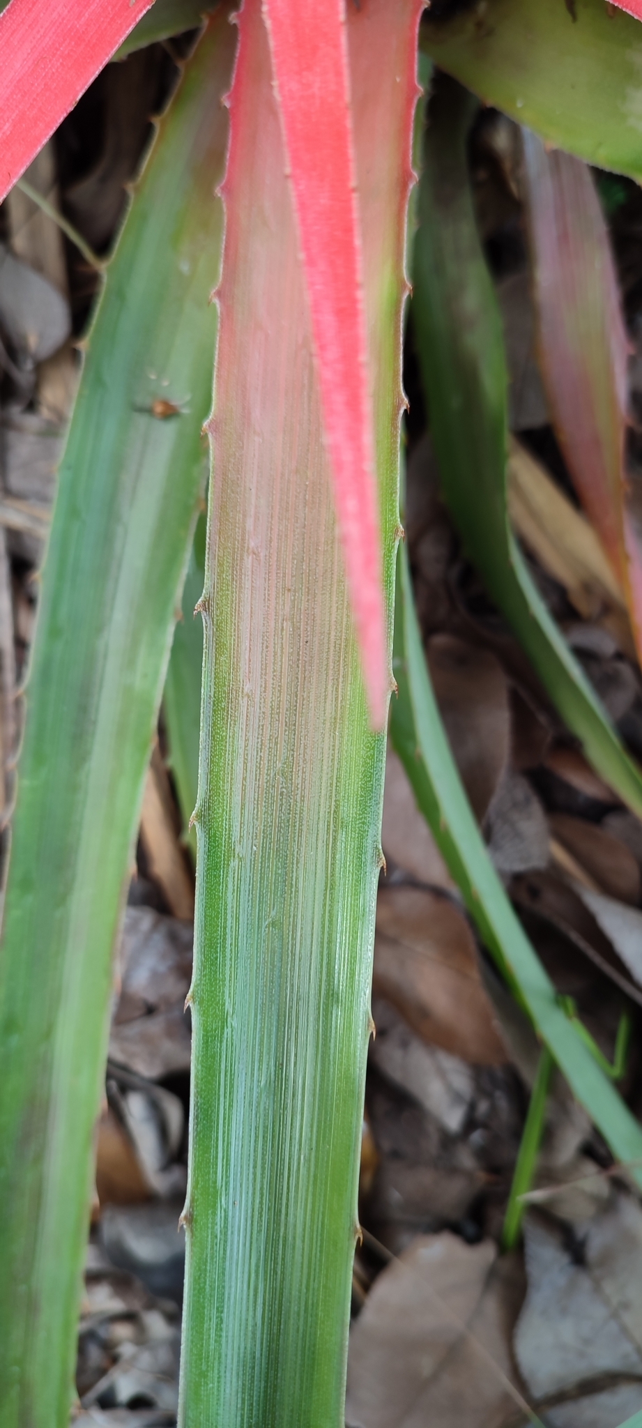 Photo of Bromelia goyazensis (7/12)