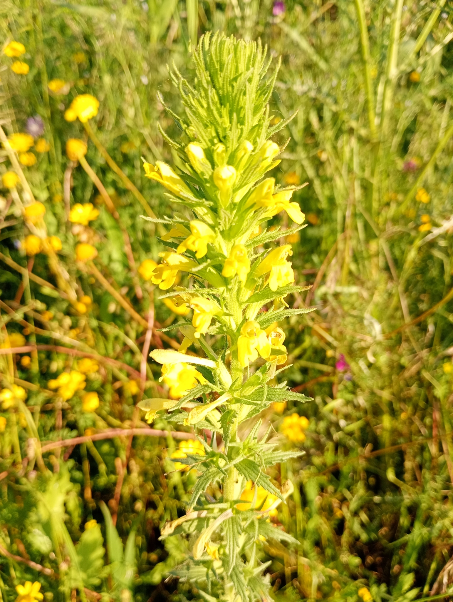 Photo of Yellow Glandweed (3/12)