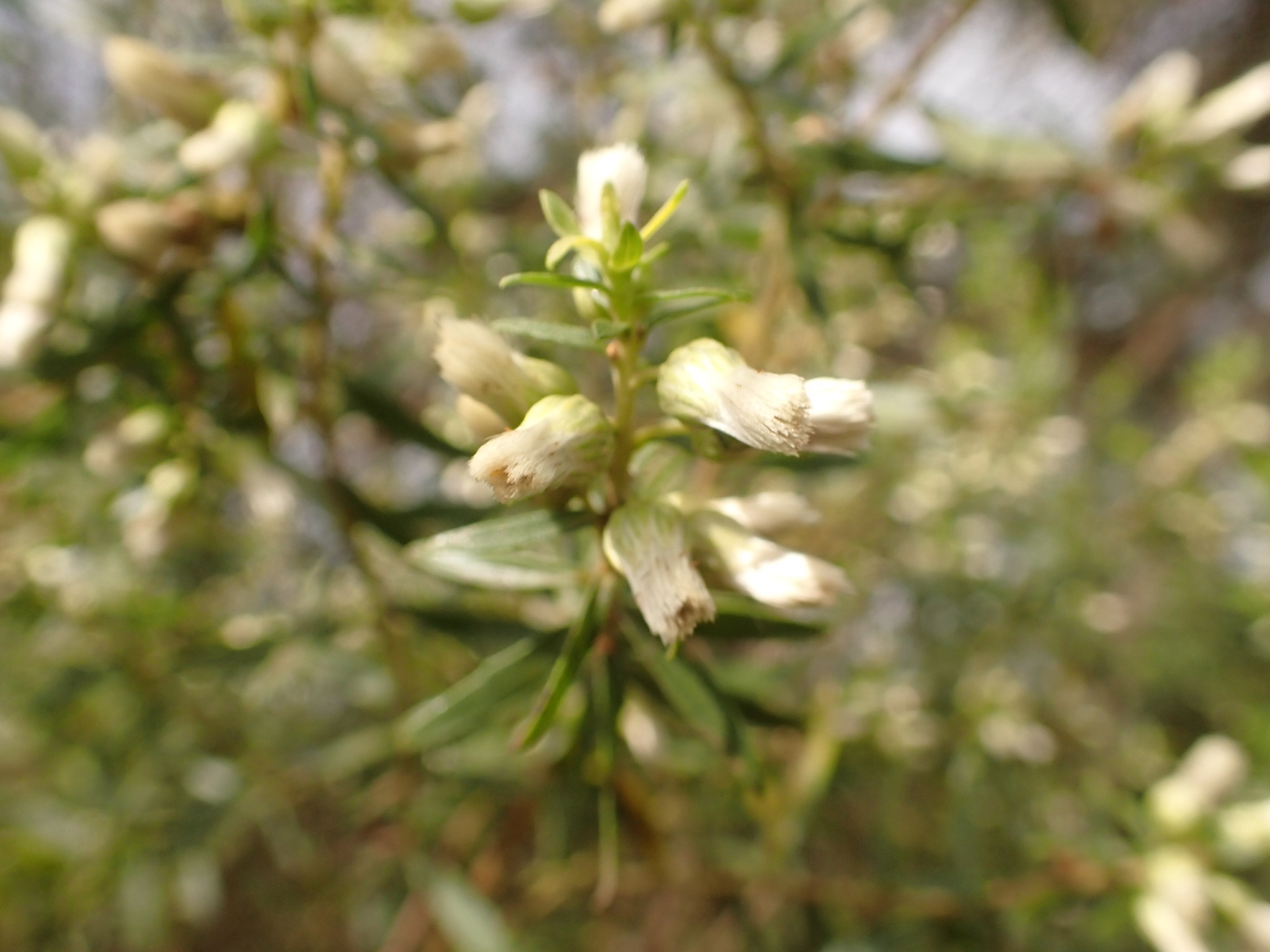 Photo of Baccharis dracunculifolia (1/12)